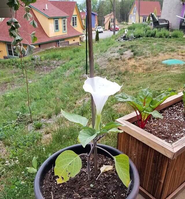 1st bloom...in time for the full moon.
#tinyhousemagic 
#tinyhousebiglife