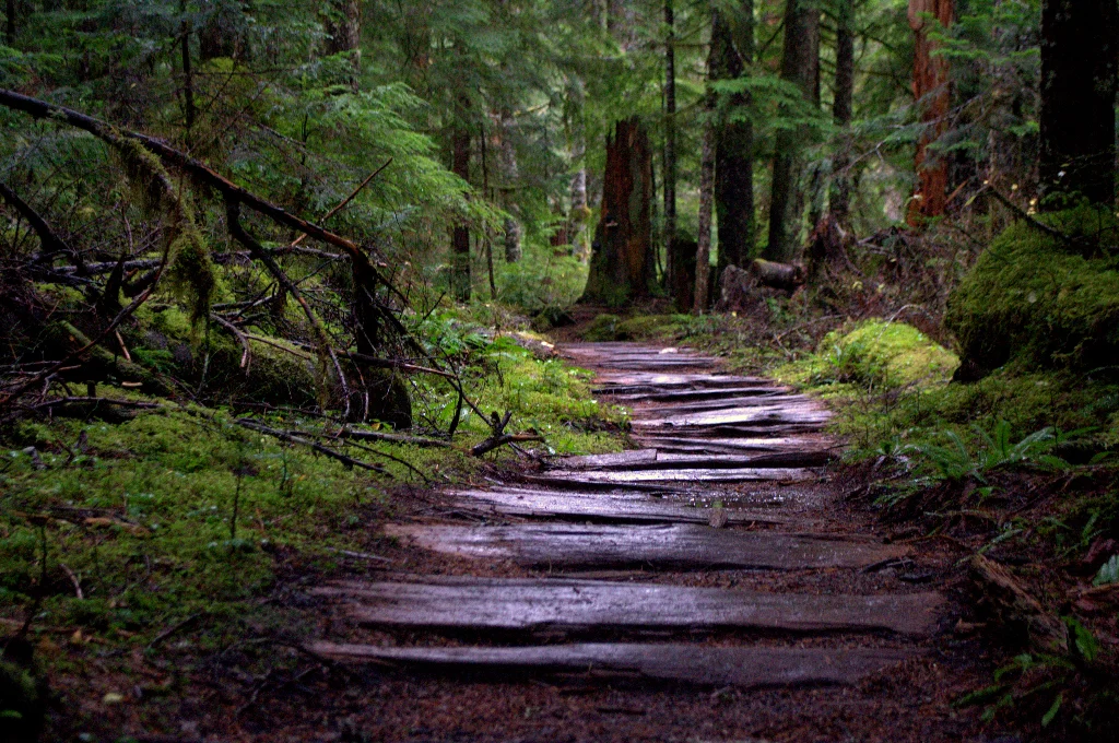 Service Project: Cougar Mountain Trail Cleanup with WTA & BPH