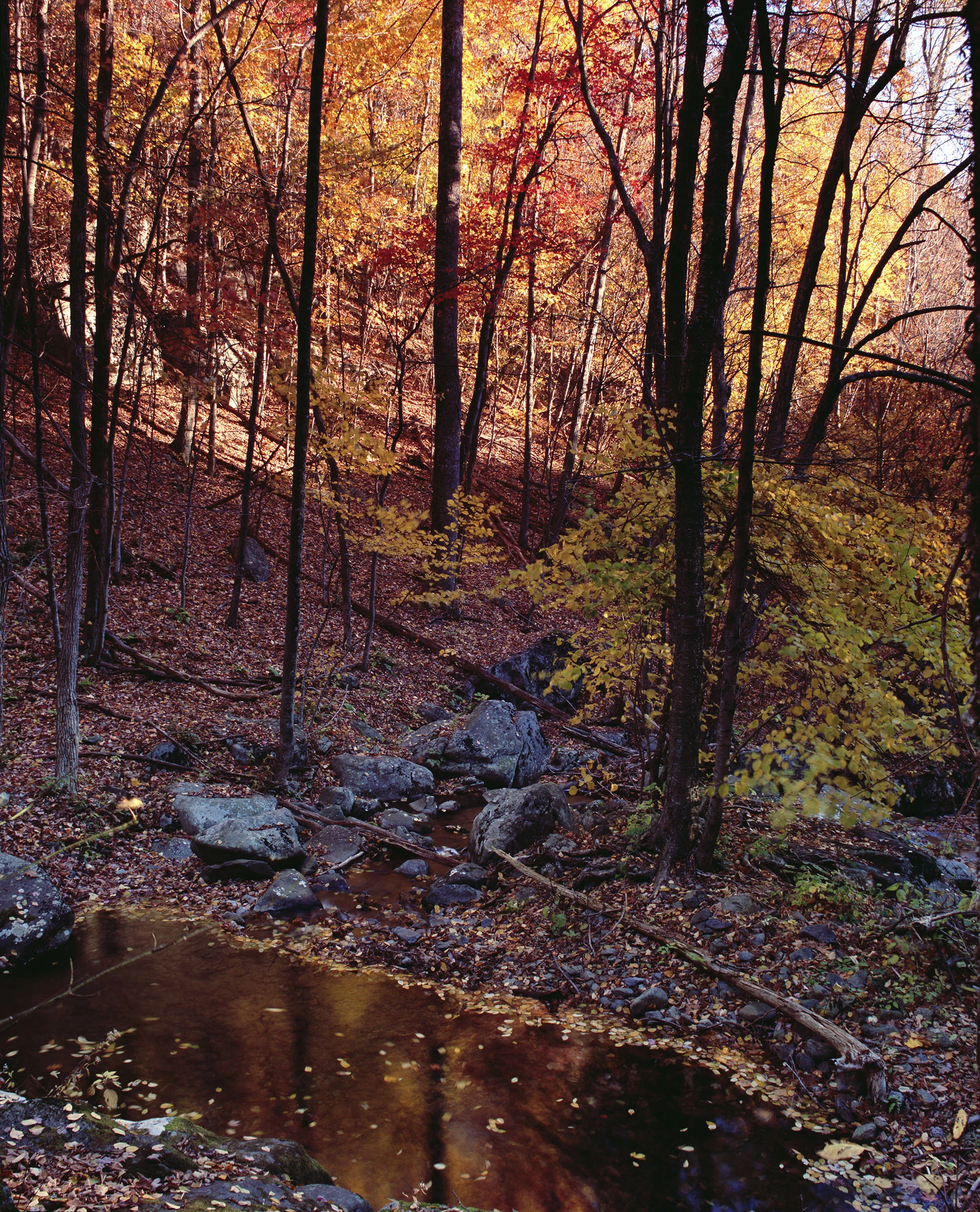"By the Babbling Brook"
