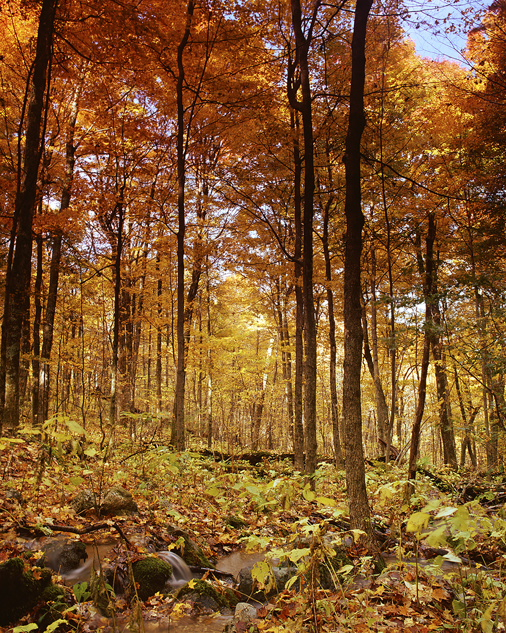 "Morning with the Maples"