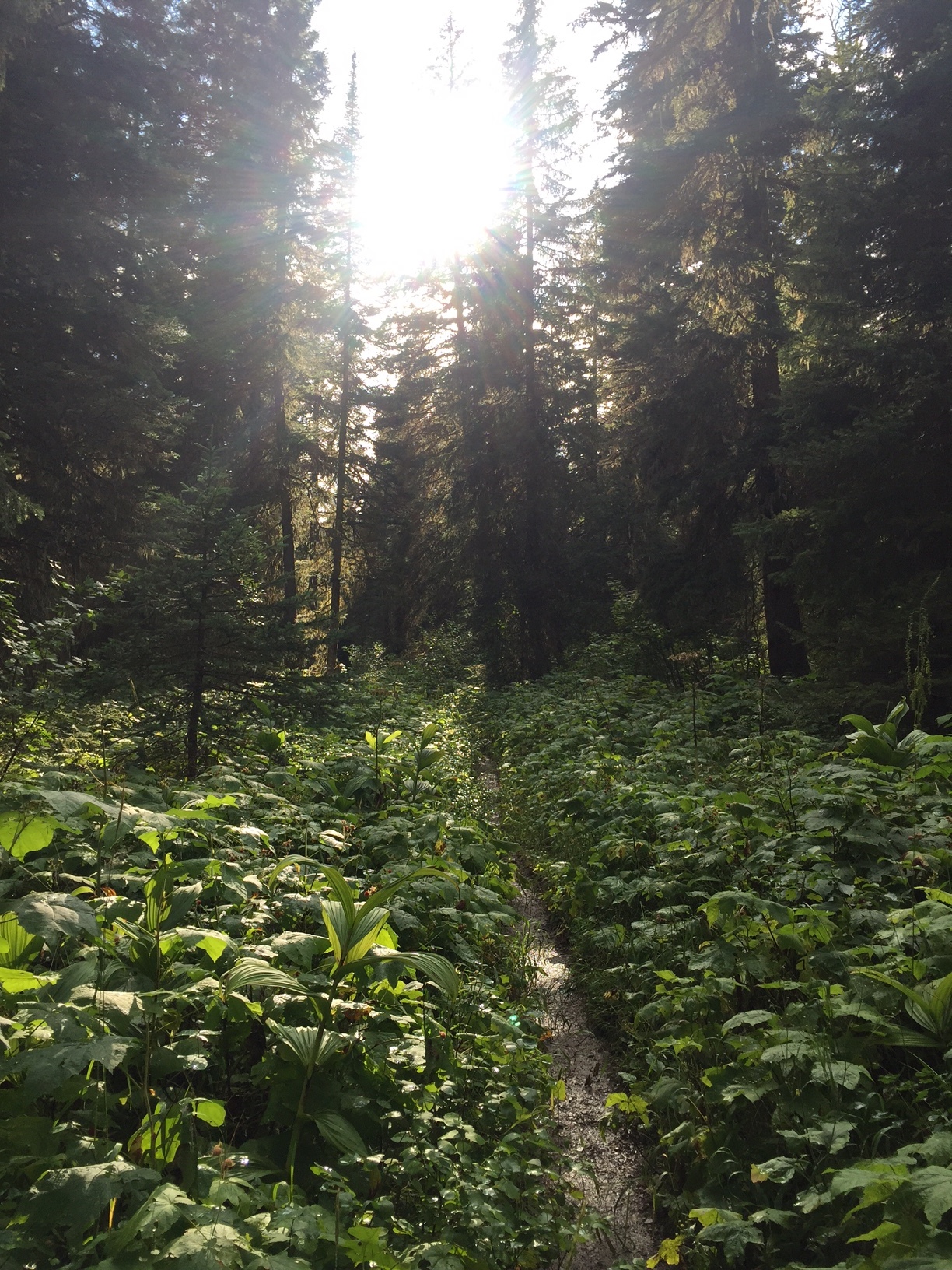 On the trail in Glacier National Park 2016