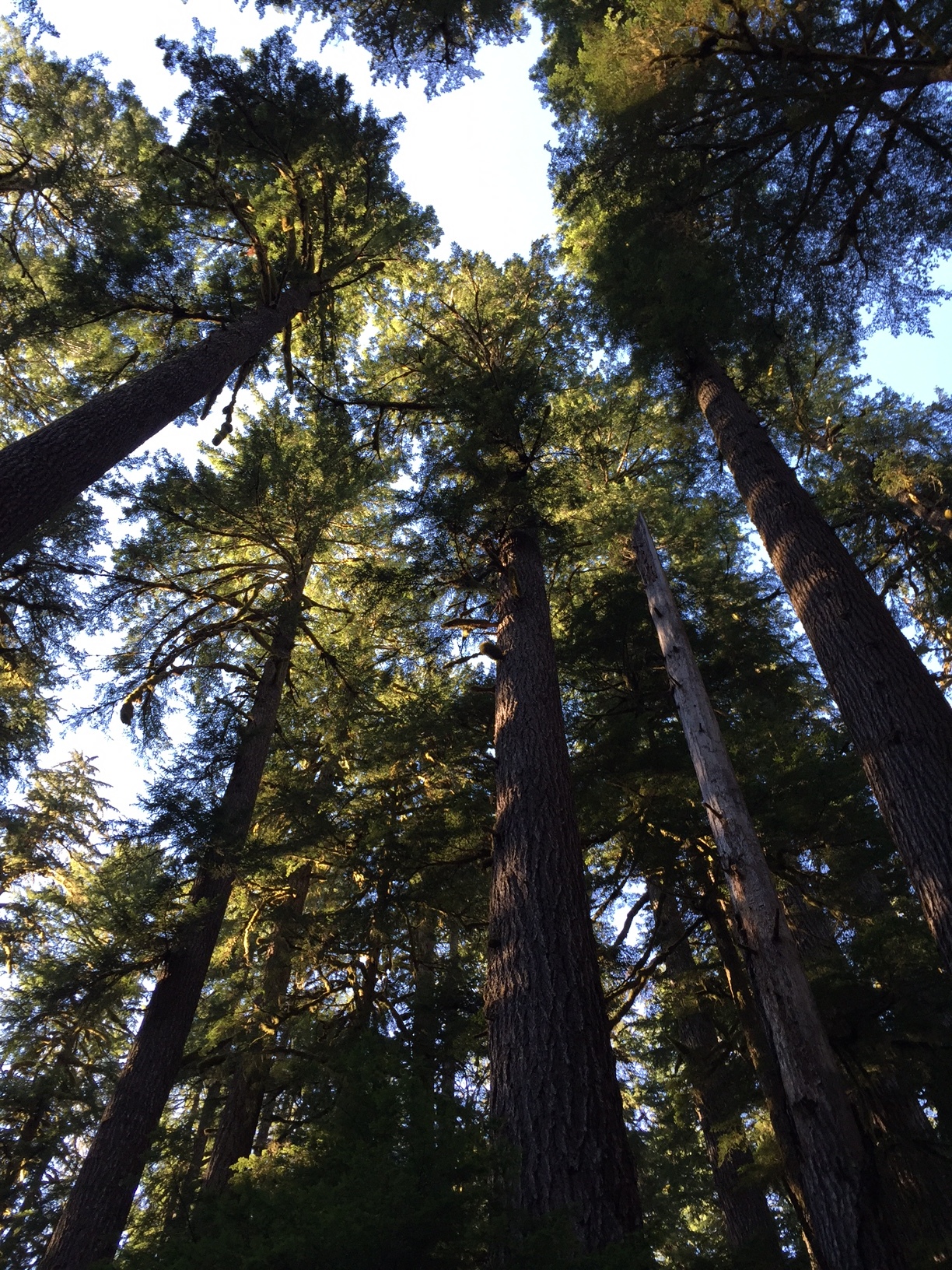 Looking up in Olympic National Park 2016