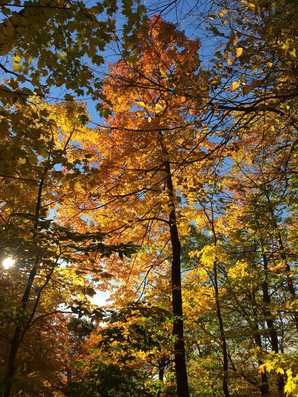 Autumn Maple sunrise along the Long Trail, Vermont 2016