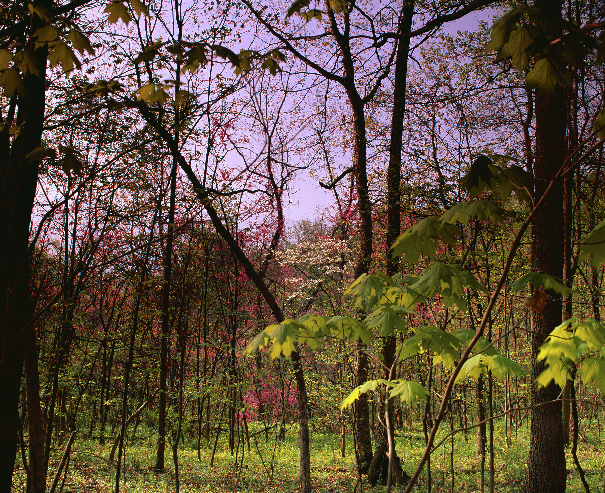"Sweet Songs of Spring"