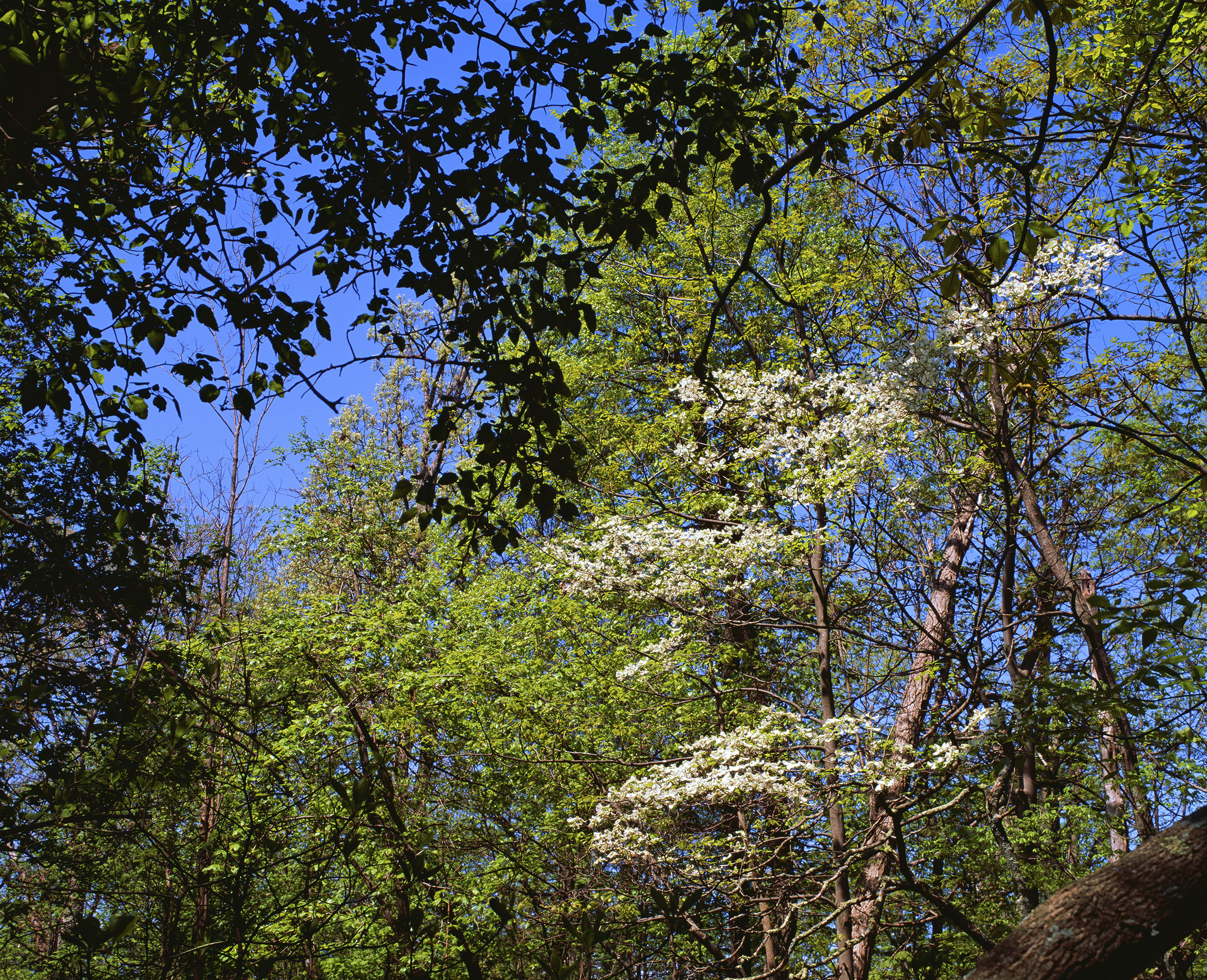 "The Delight of a Dogwood"