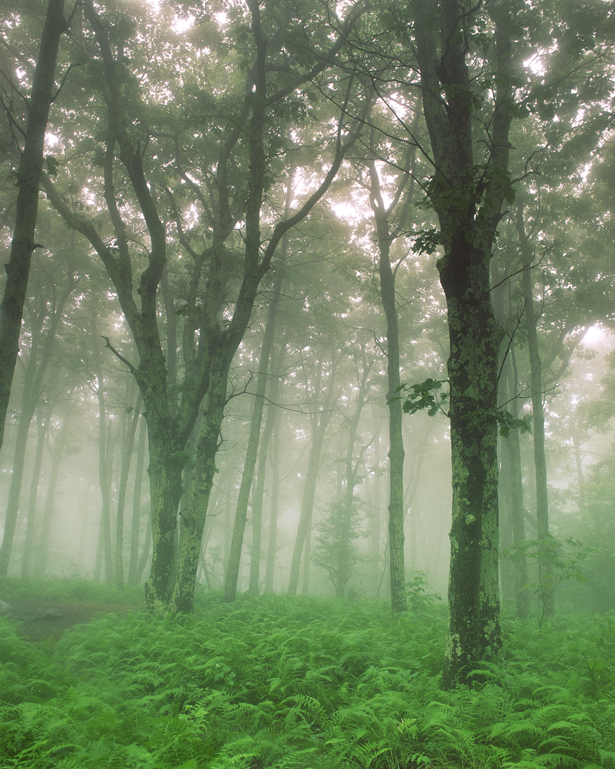 "Into the Unknown"