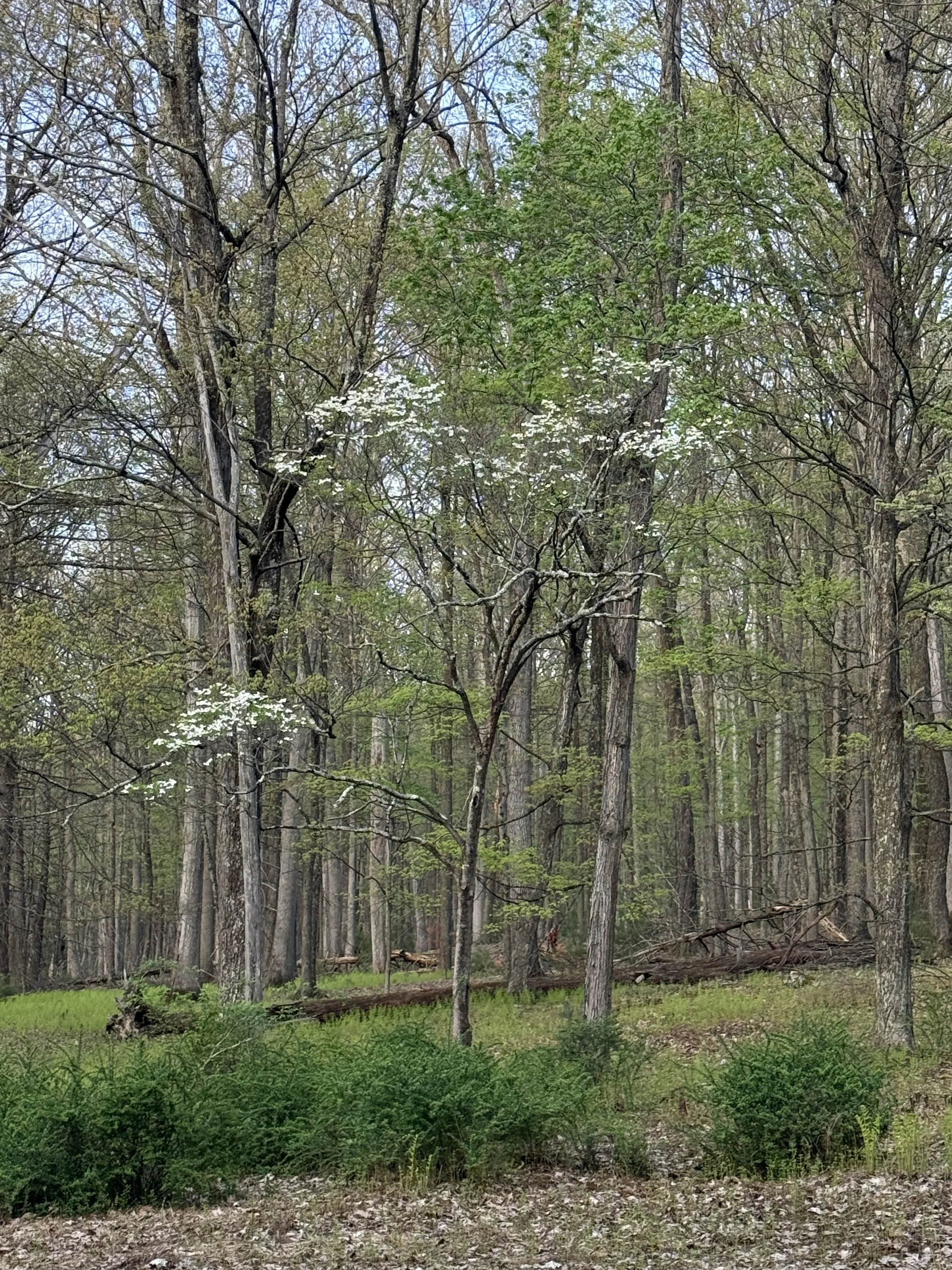 IMG_2001.jpg