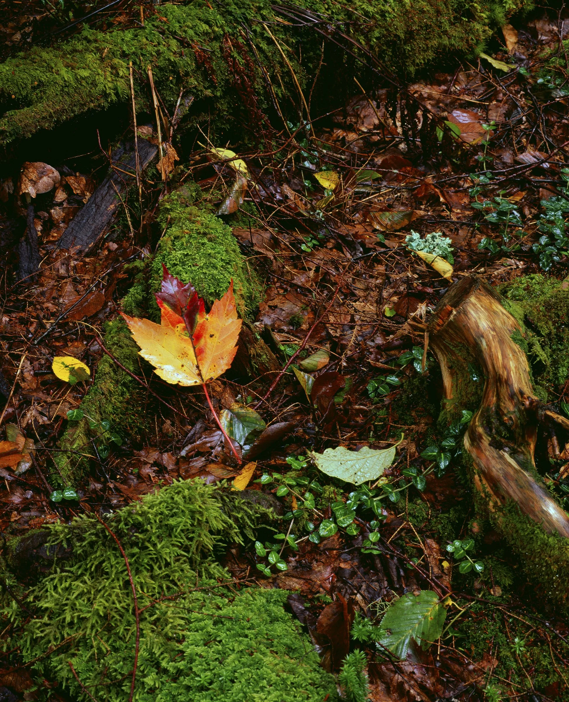 Of Things to Come NATGEO.jpg