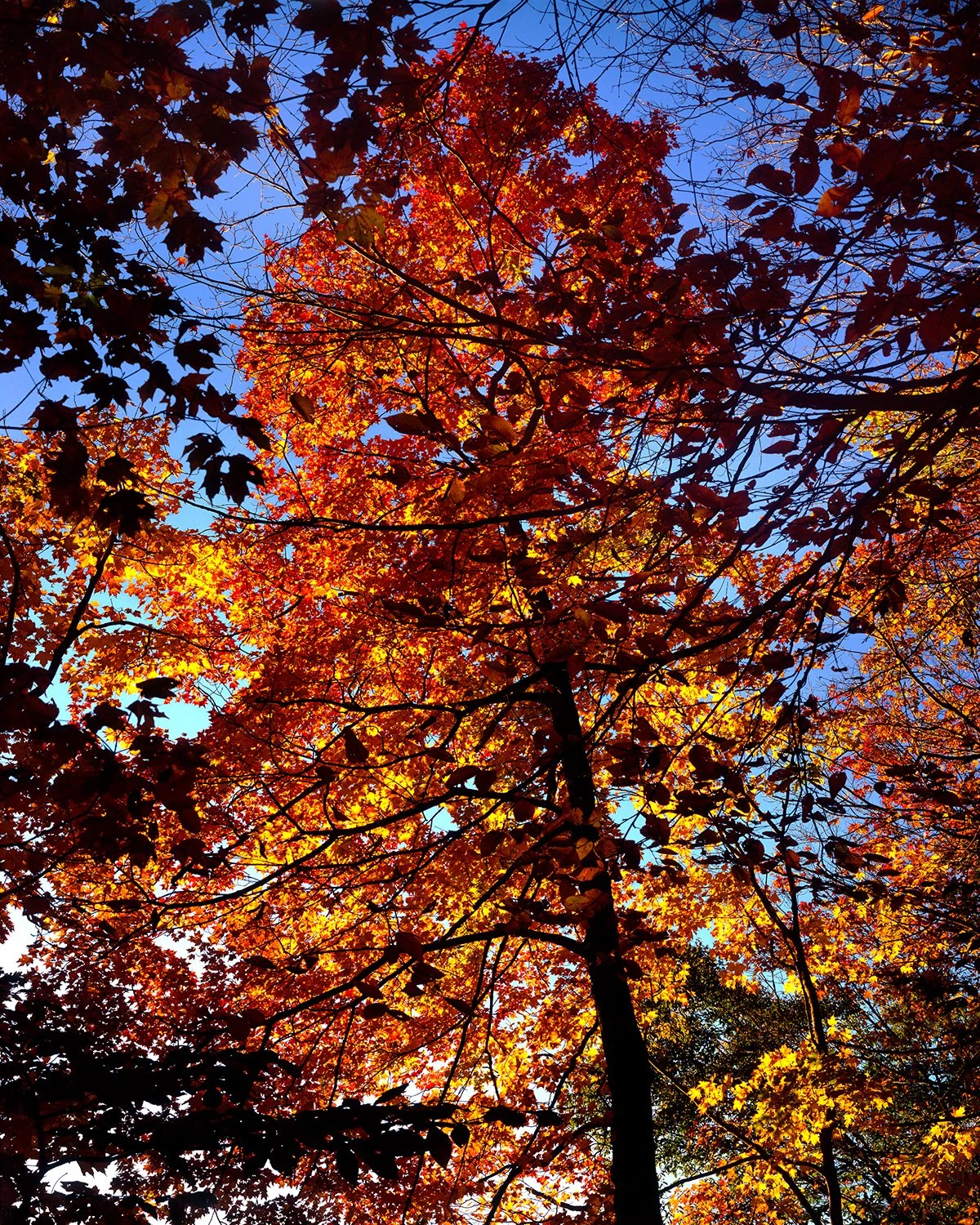 Maple Kissed by Dawn NATGEO.jpg