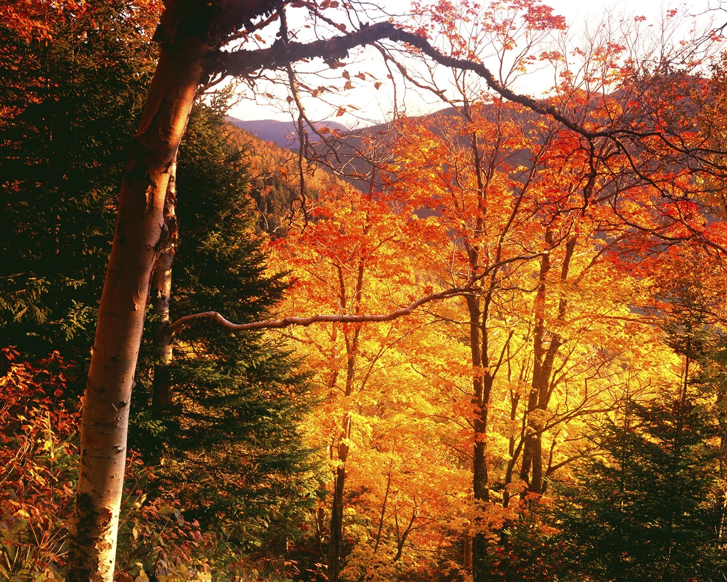 Autumn's Divine Glory NATGEO.jpg
