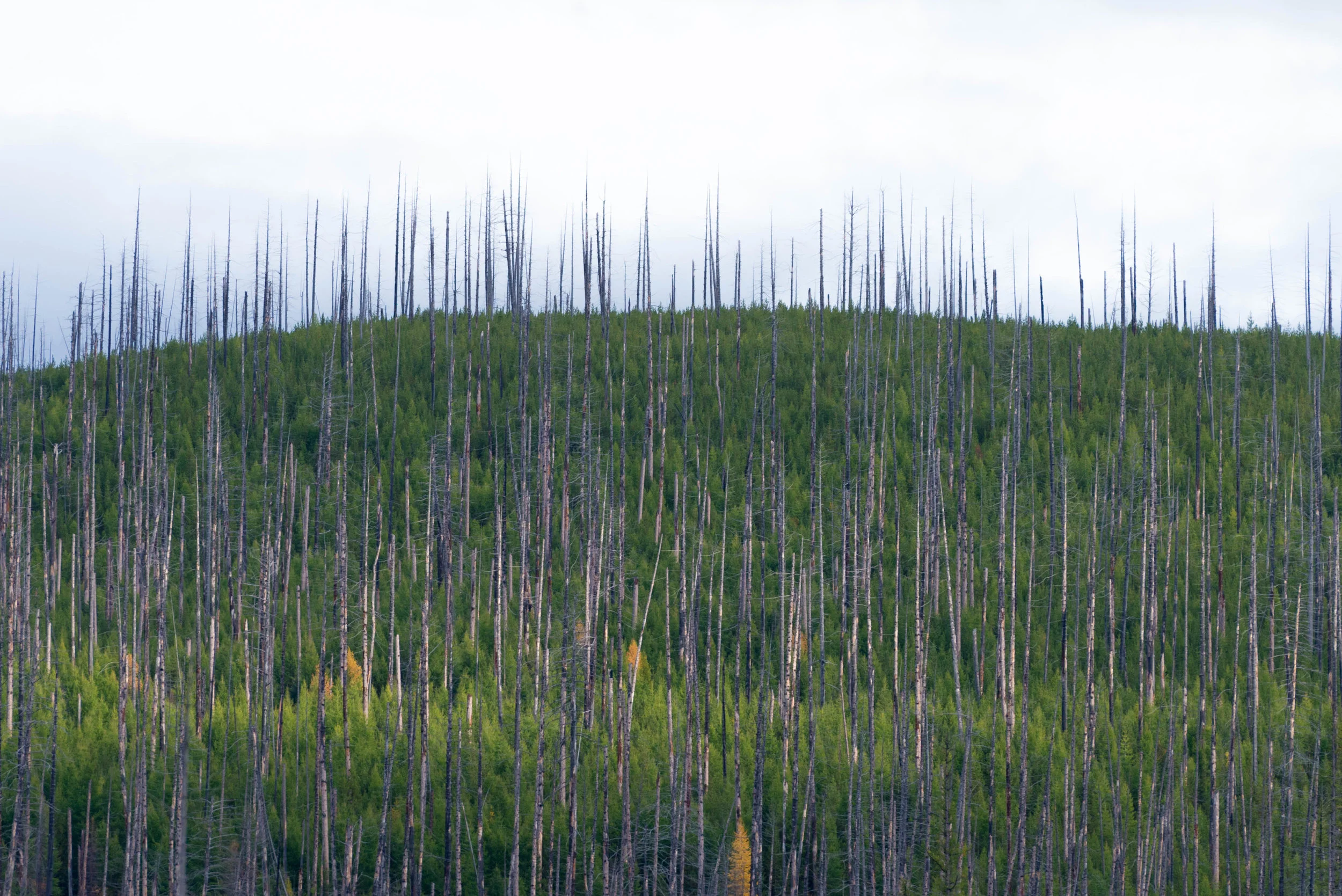 Tree Tops