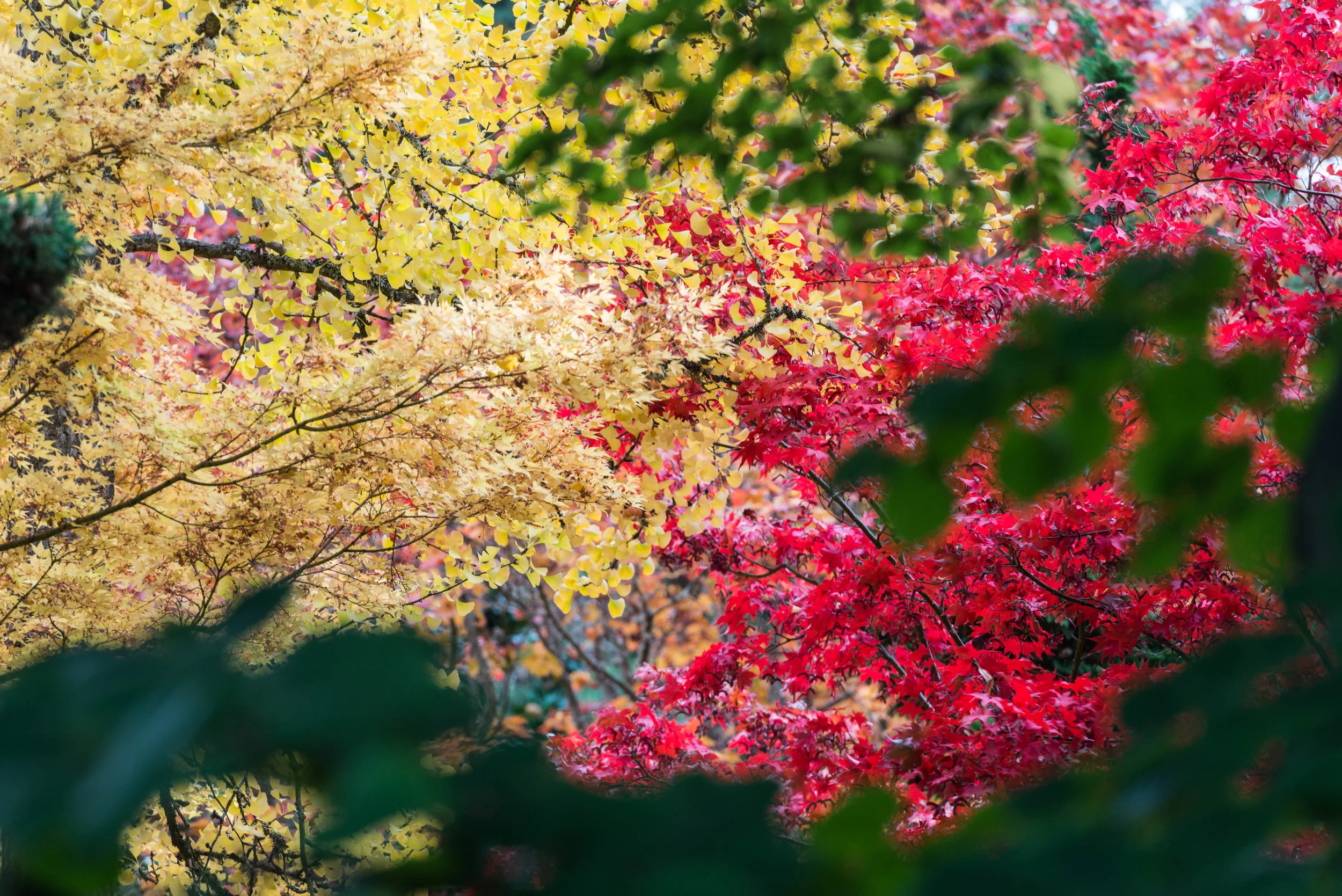 Foliage