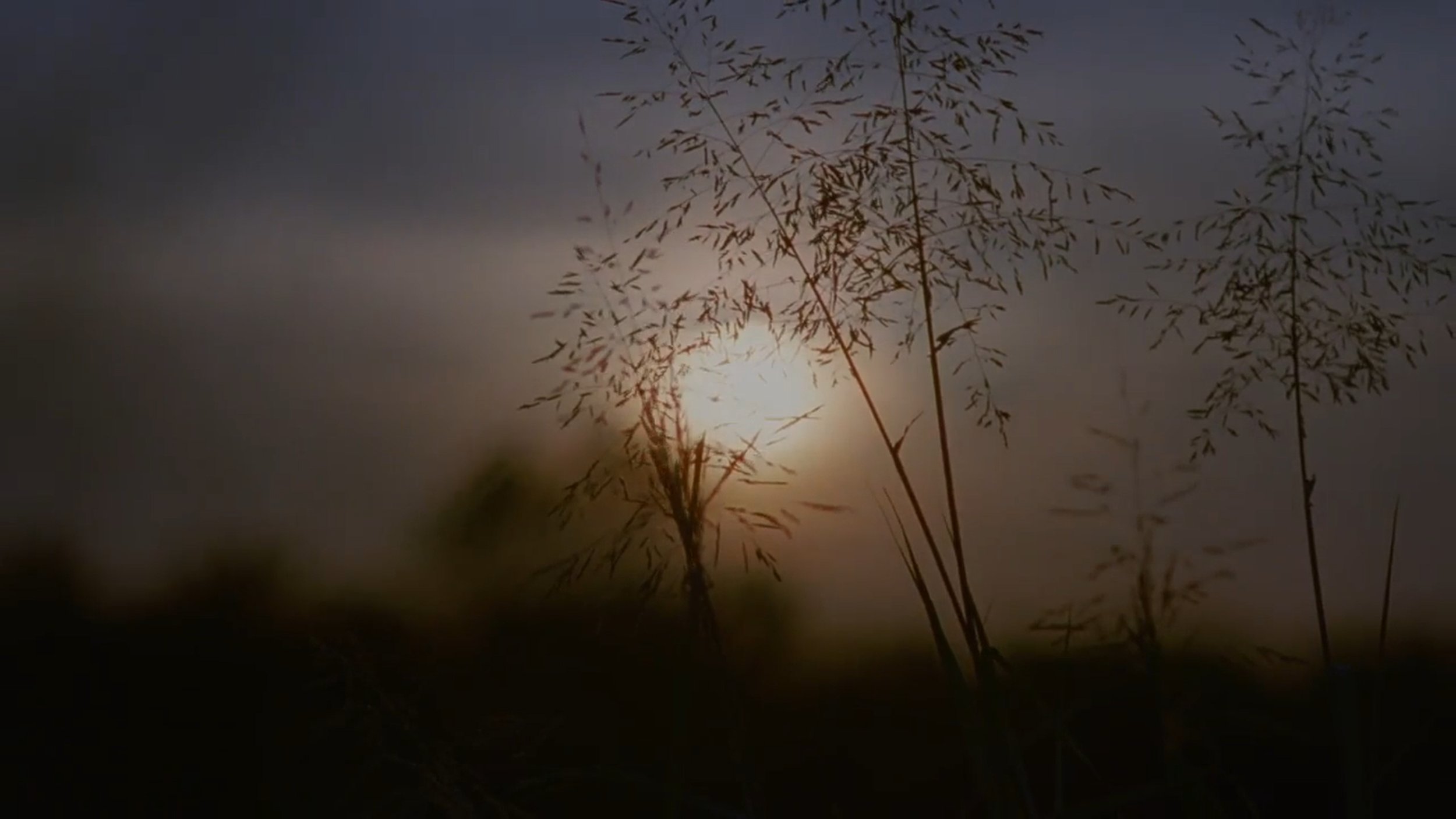 Andra_Day_Strange_Fruit_Stills_1.1.2.jpeg