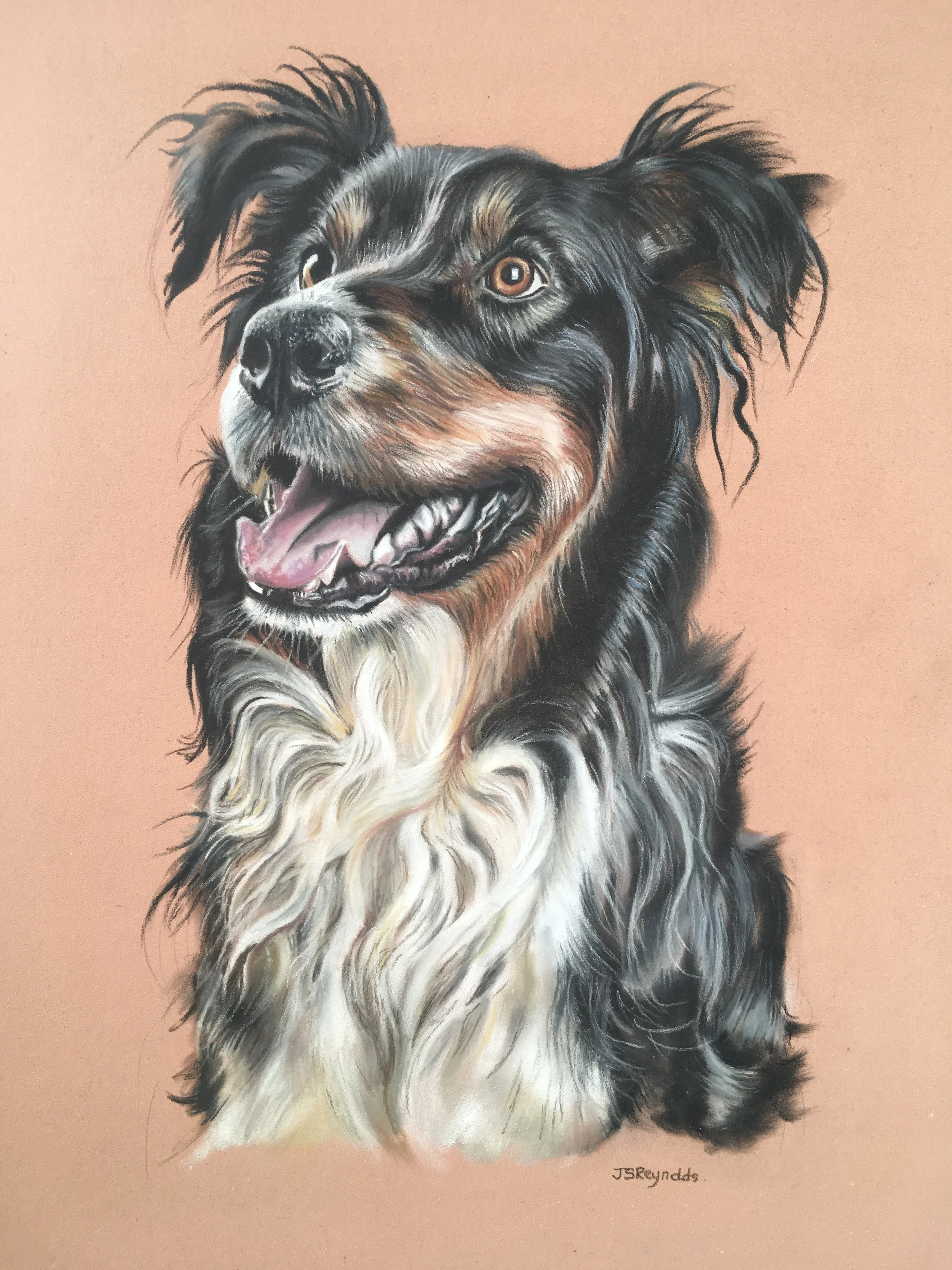 COLLIE.JPG
