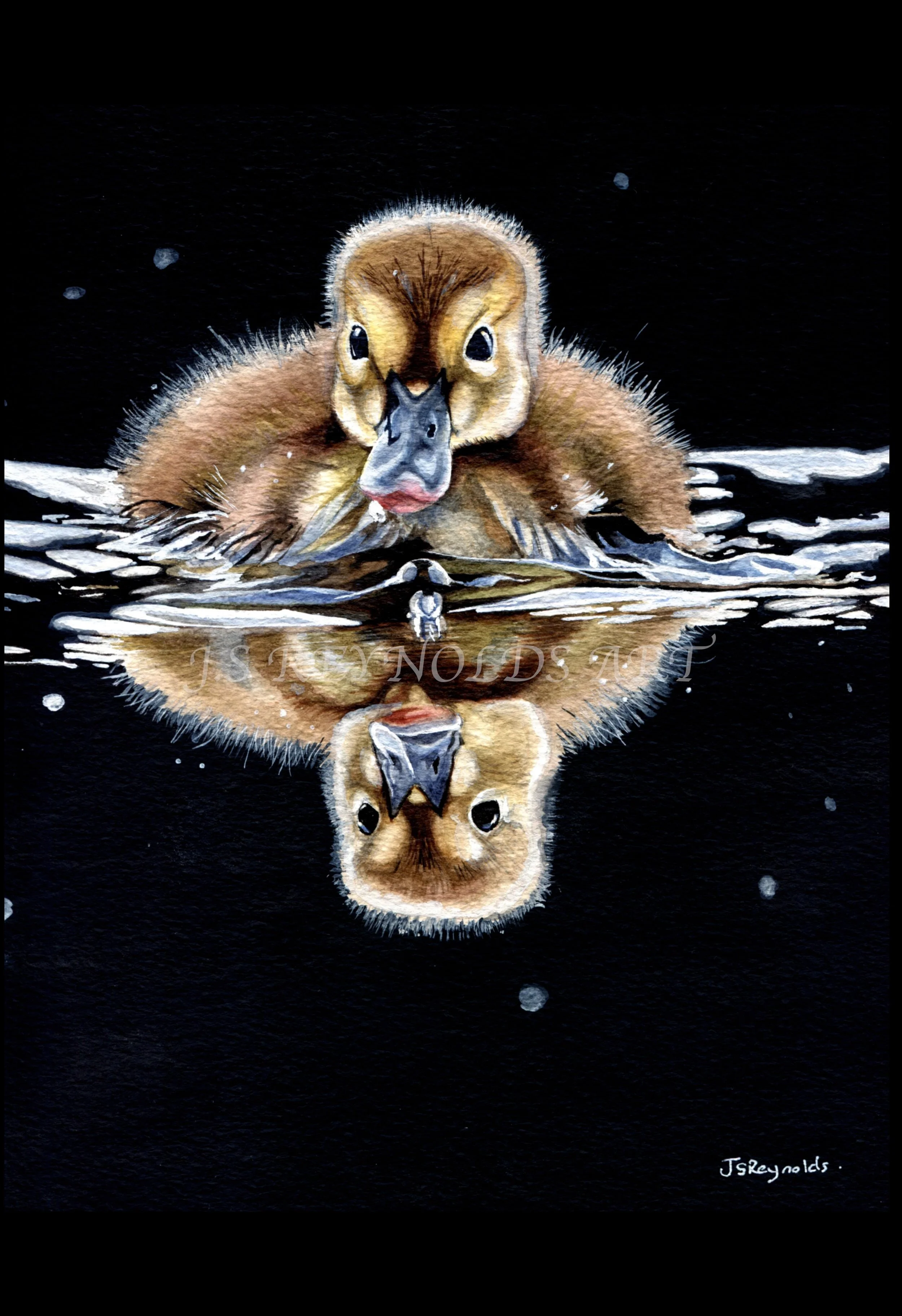 Duck reflection.jpeg