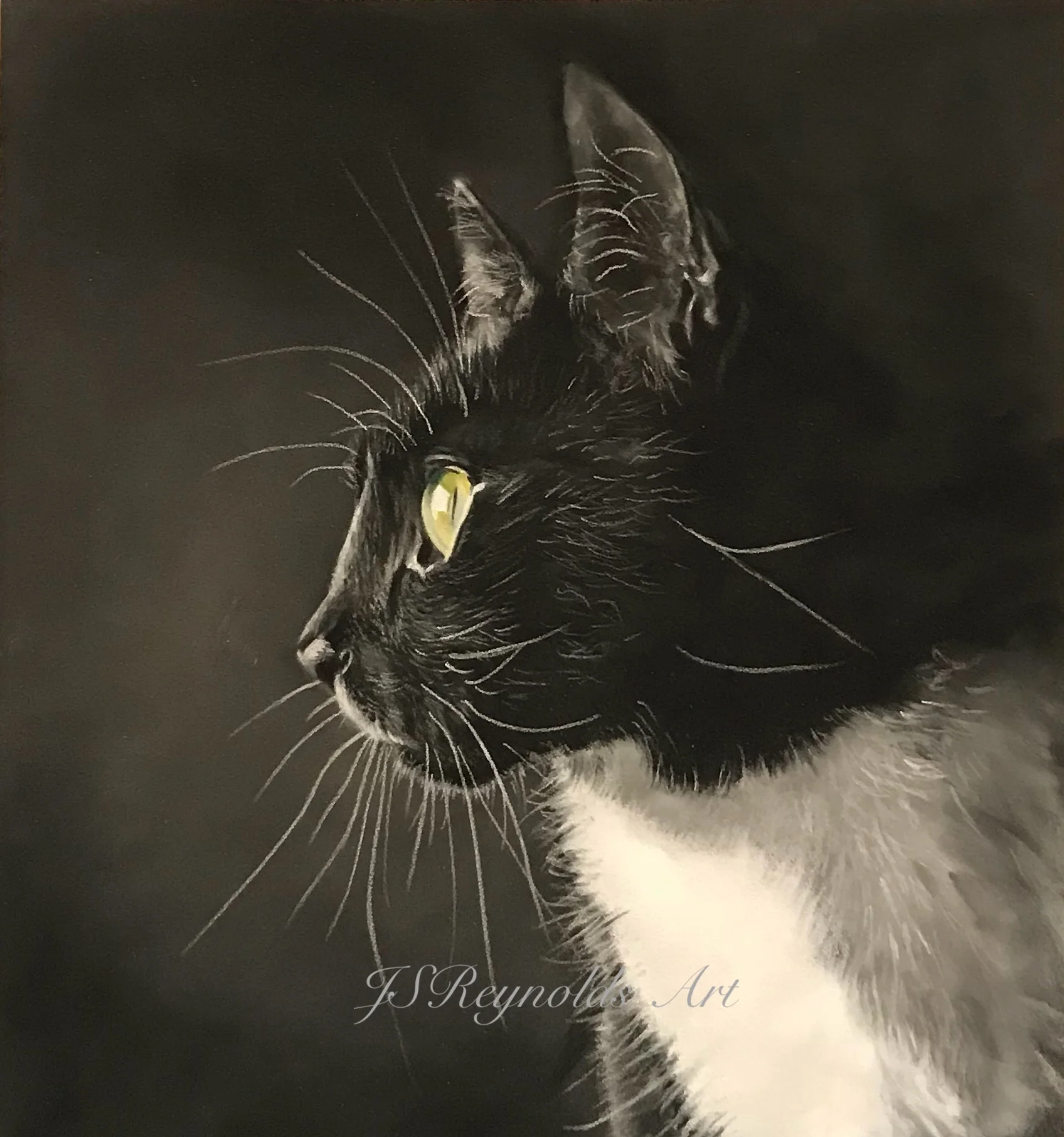 Black and white Cat.jpeg