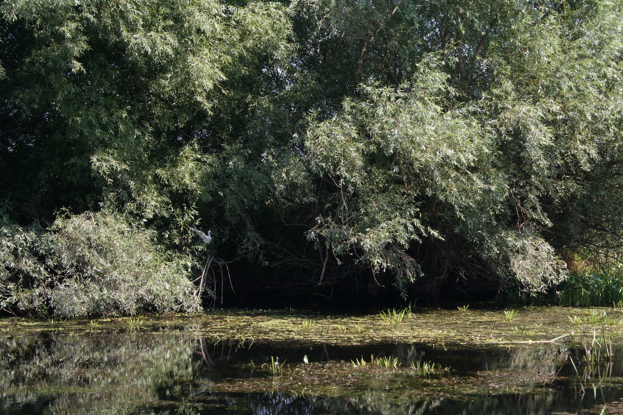 ref-00029.jpg