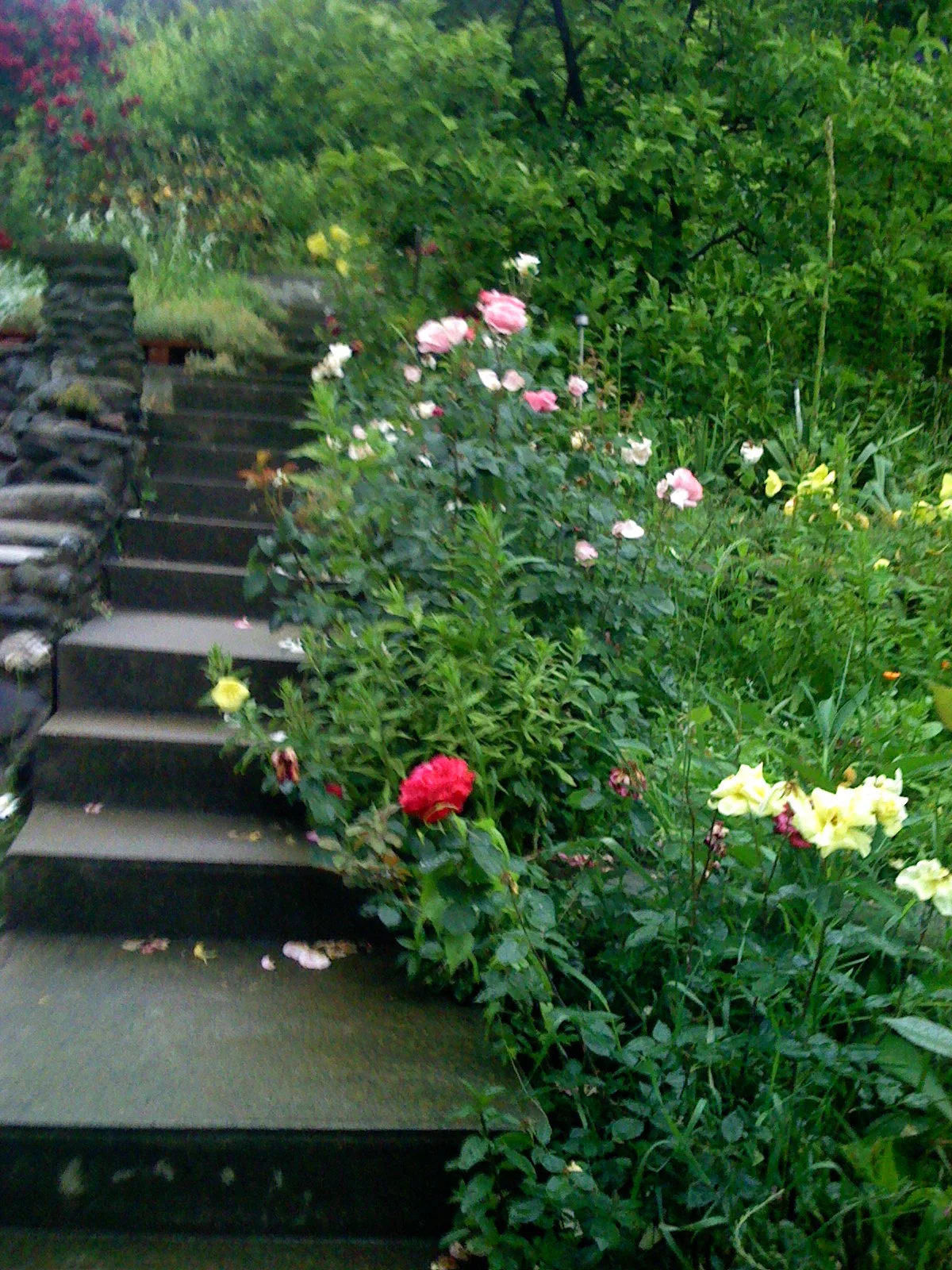 ref-00058.jpg