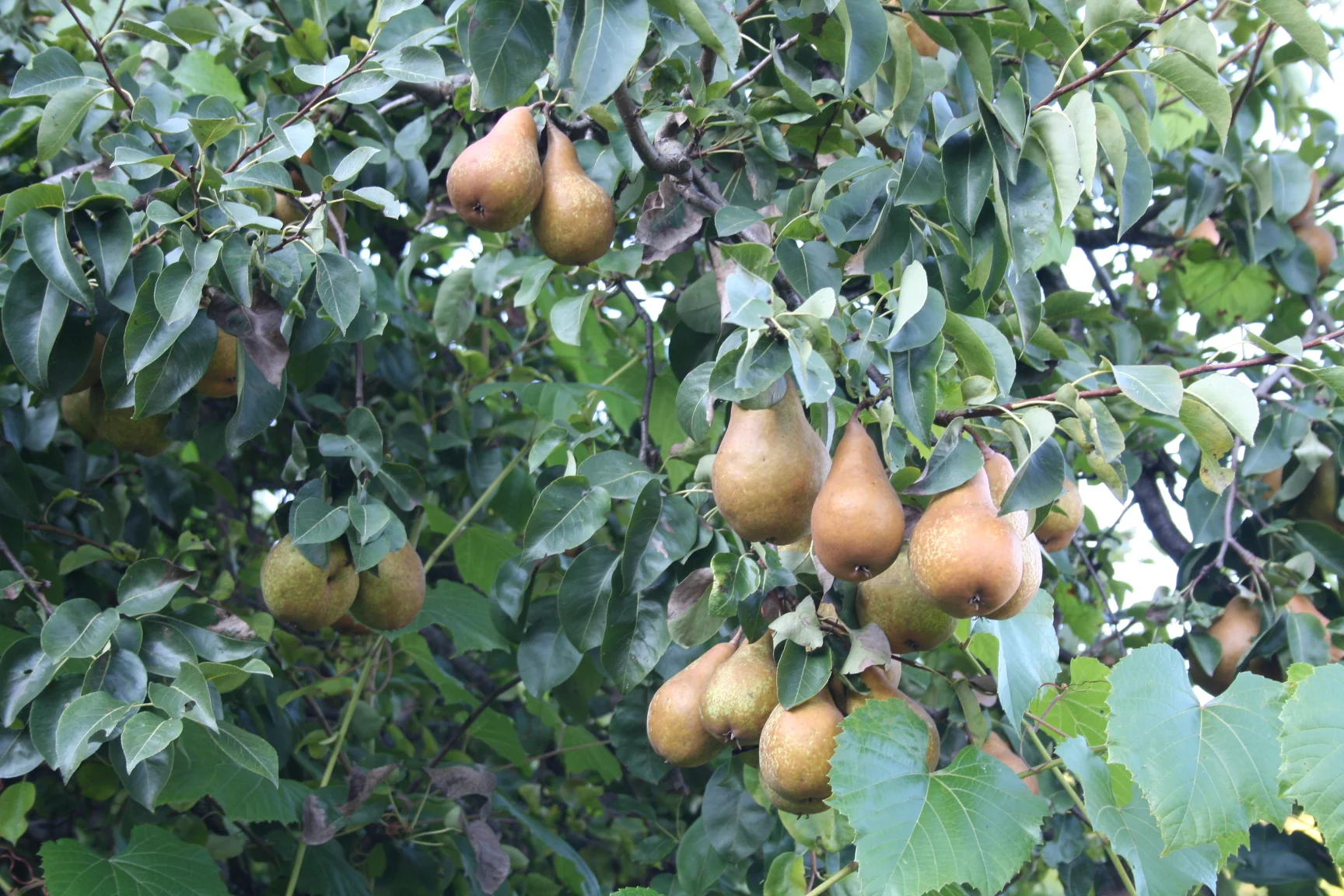 ref-00111.jpg