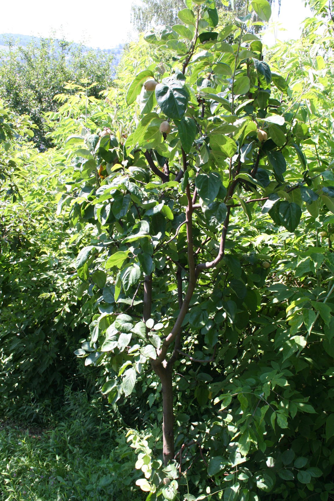ref-00171.jpg