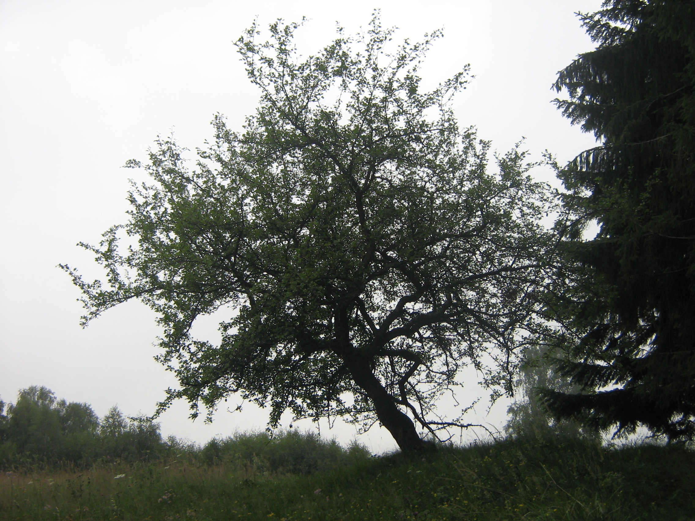 ref-00175.jpg