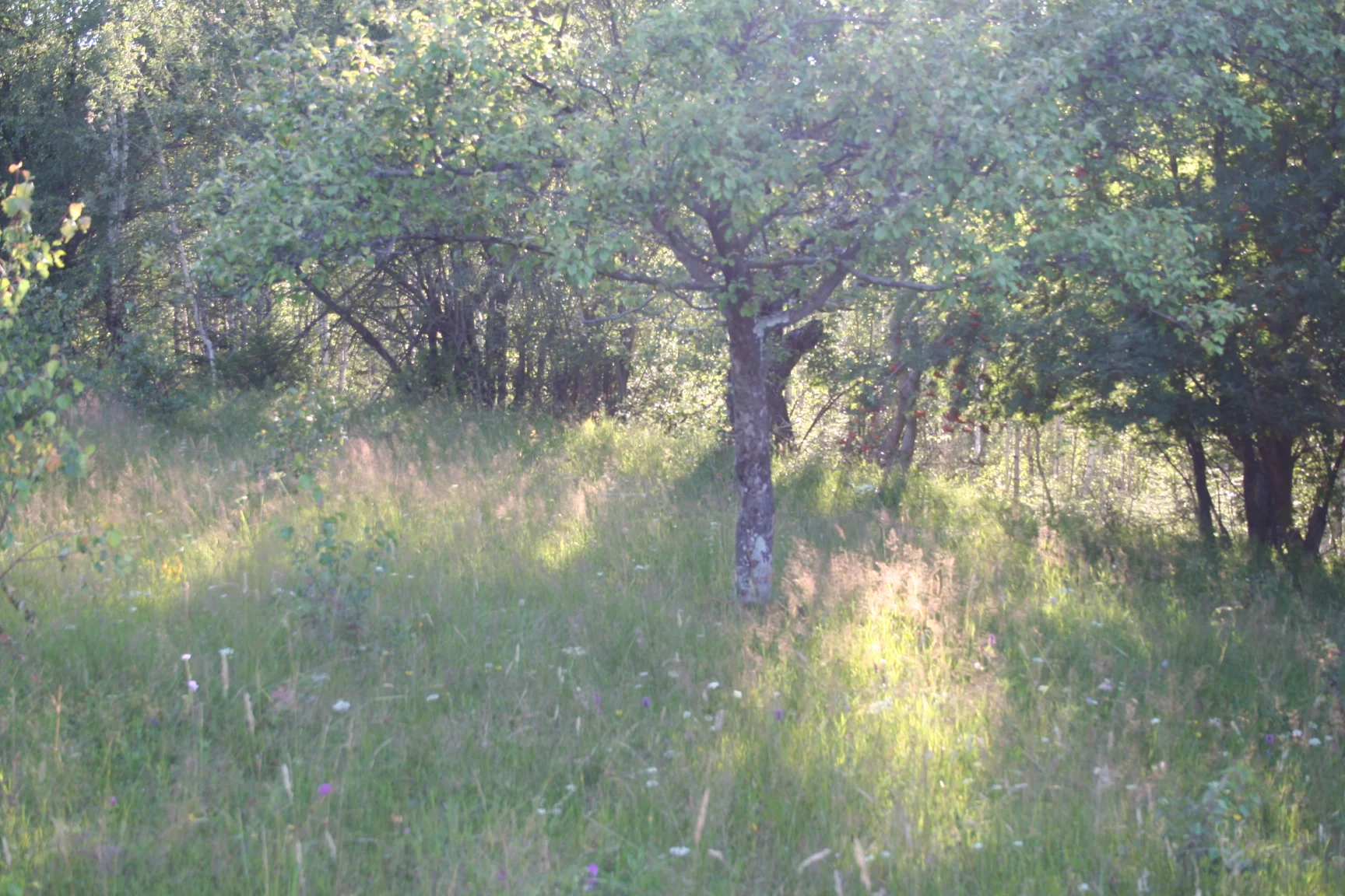 ref-00188.jpg