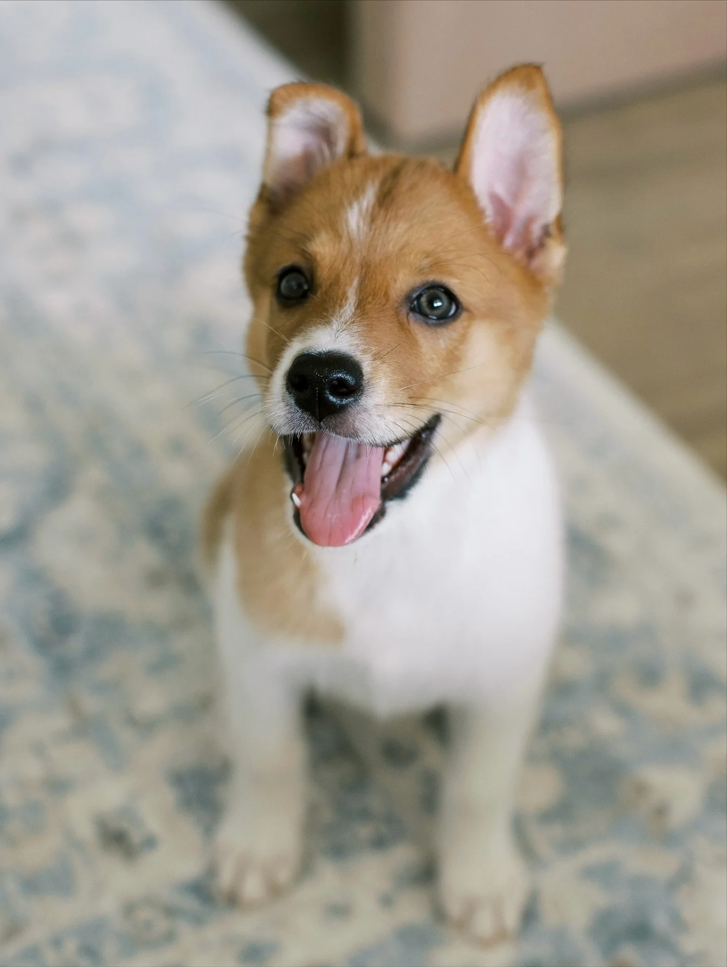 Meet the newest member of our family, sweet Oliver! After 3 years of fostering and falling in love with plenty of adorable puppies, we met our perfect match and couldn&rsquo;t resist adopting him! He is 4 months old now, and we first fostered he and 