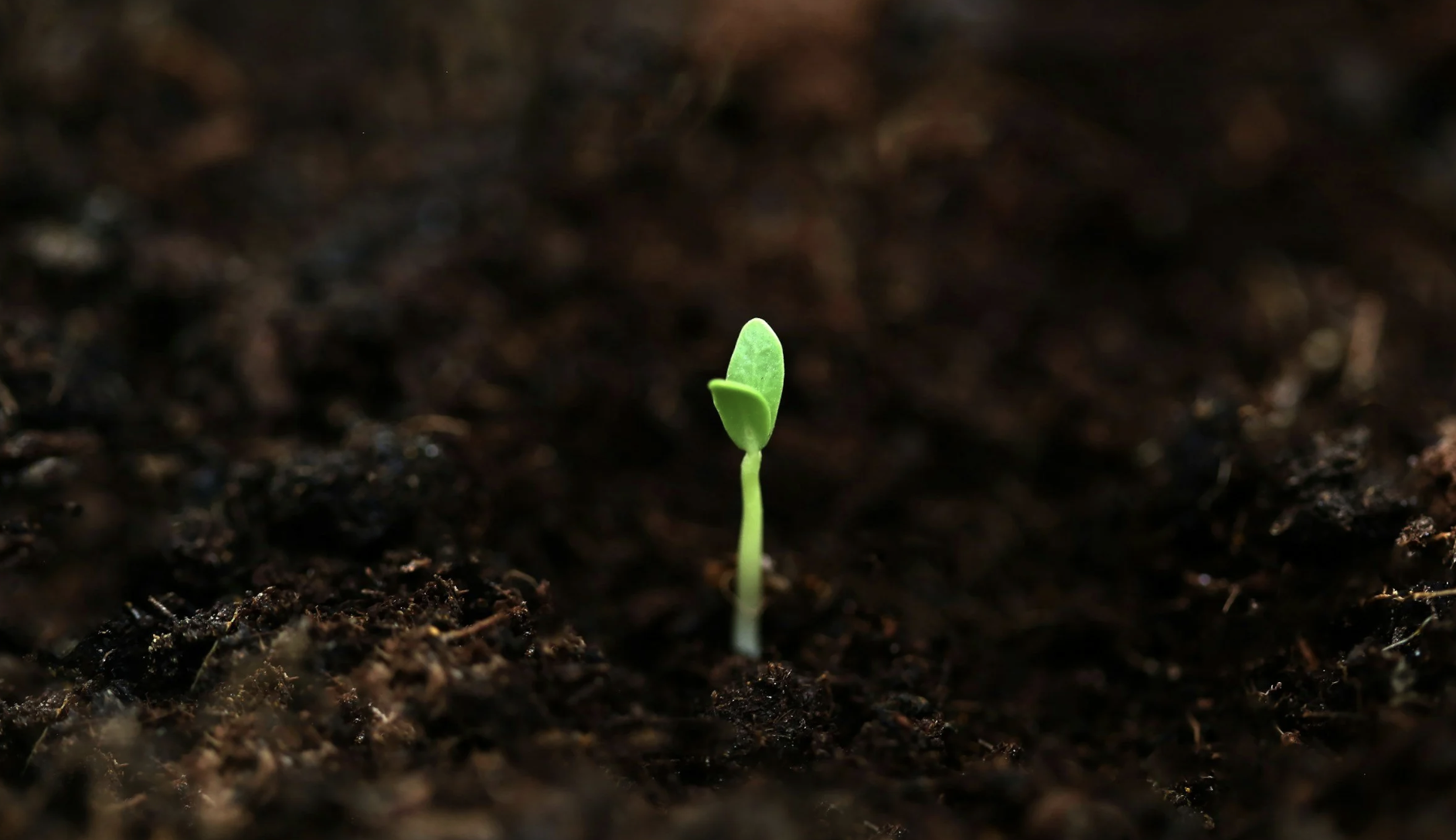 One seed that BSF planted in me brought an abundance of blessings