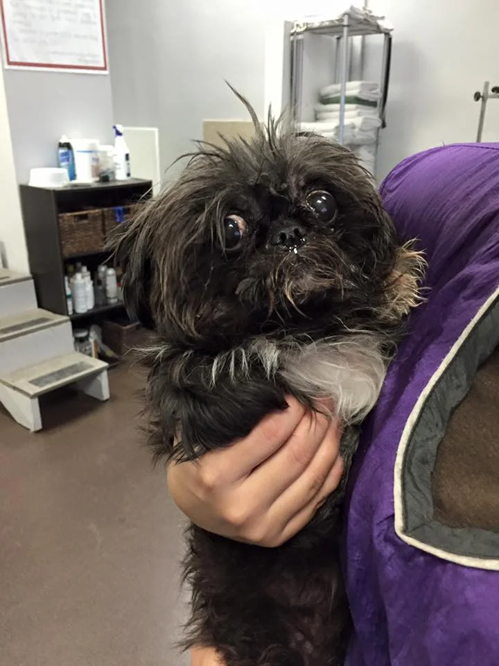 Thank you to Marie Catanzaro and family for sponsoring Gidget's groom with Helen. We cannot wait to see how she looks after her groom.