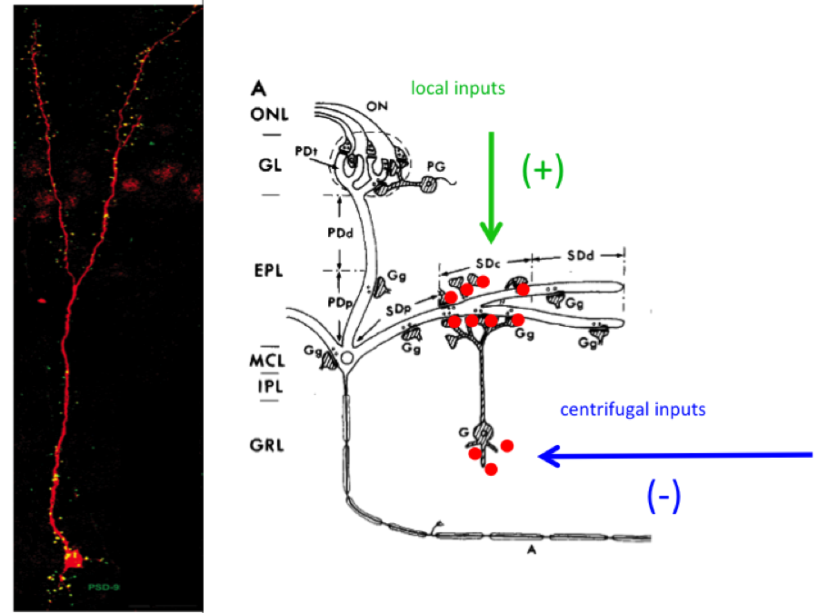 Subcellular distribution of synaptic inputs and integration of neurons into circuits (left) Granule cells in the olfactory bulb have neurotransmitter receptors in the apical (top) and basal (bottom) dendrites. Recent evidence suggests that the inputs directed to the apical dendrites favors the survival and integration of new neurons into the bulb. In contrast, the input directed towards the basal dendrites impairs the integration of new neurons. We are currently investigating the molecular basis for this differential effect of these 2 subcellular compartments on the neuron’s survival.