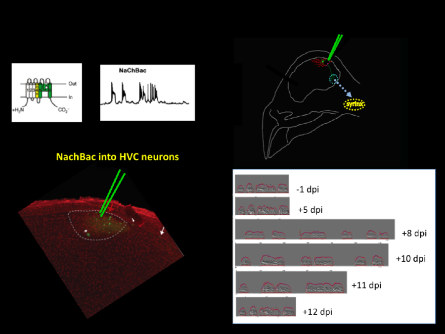 Genetic manipulation of activity and robustness of behavior. We have observed that delivering a voltage-gated sodium channel to render neurons in the song system hyperexcitable leads to acute degradation of the song. Surprisingly, the song structure recovers very quickly (within 10 days) after the genetic manipulations. We are currently investigating the mechanisms responsible for this recovery.