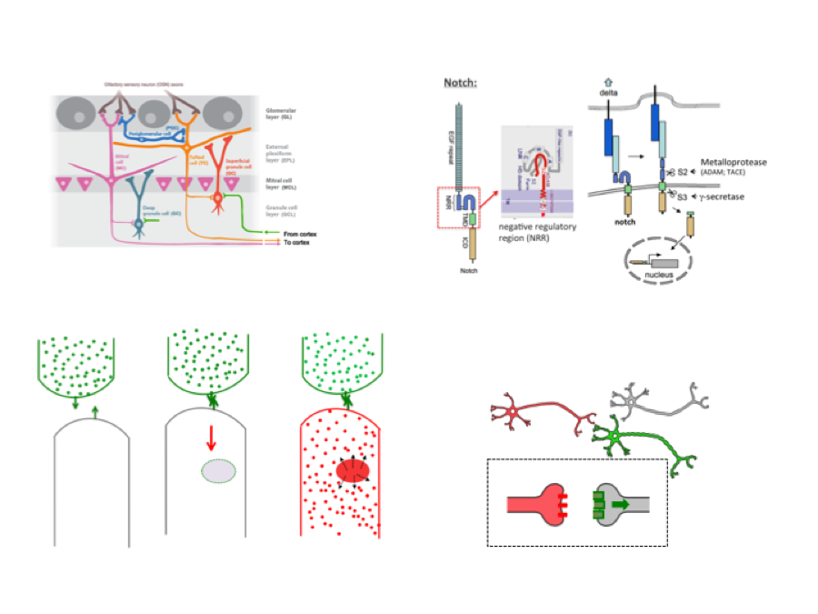  A new genetic method to identify connectivity between neurons. We have designed a new genetic strategy to identify the wiring diagram of brain circuits. The system is based on the logic of the delta-notch system and it will allows not only to trace connections between neurons, but also to genetically modify the physiological properties of circuits of connected neurons.