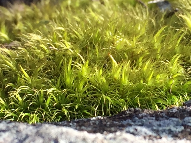 Pantone's 2017 color of year, Greenery, spotted on the appalachian trail