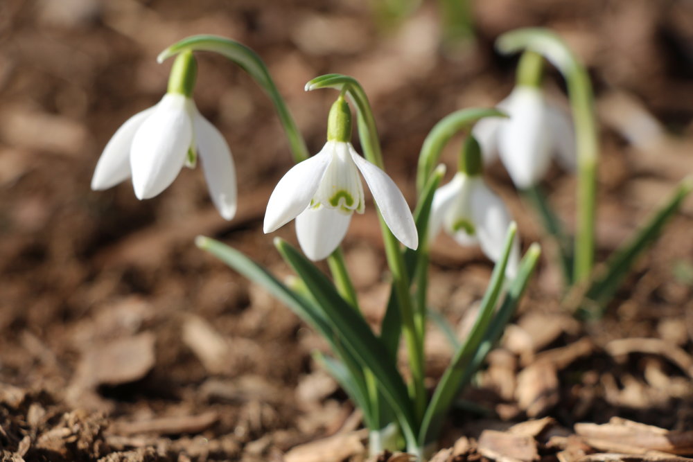 galanthus.JPG