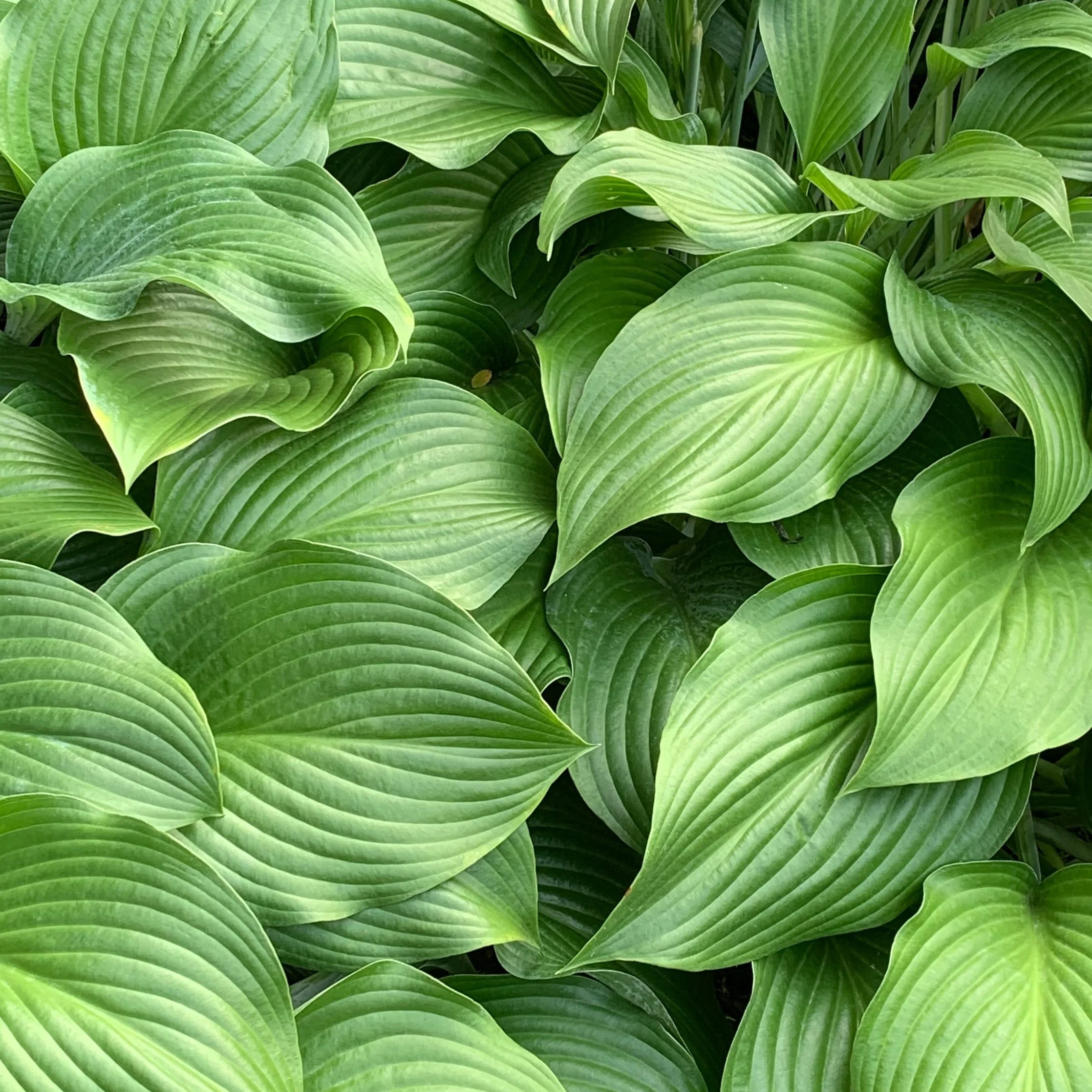 Capricorn New Moon Miniscopes