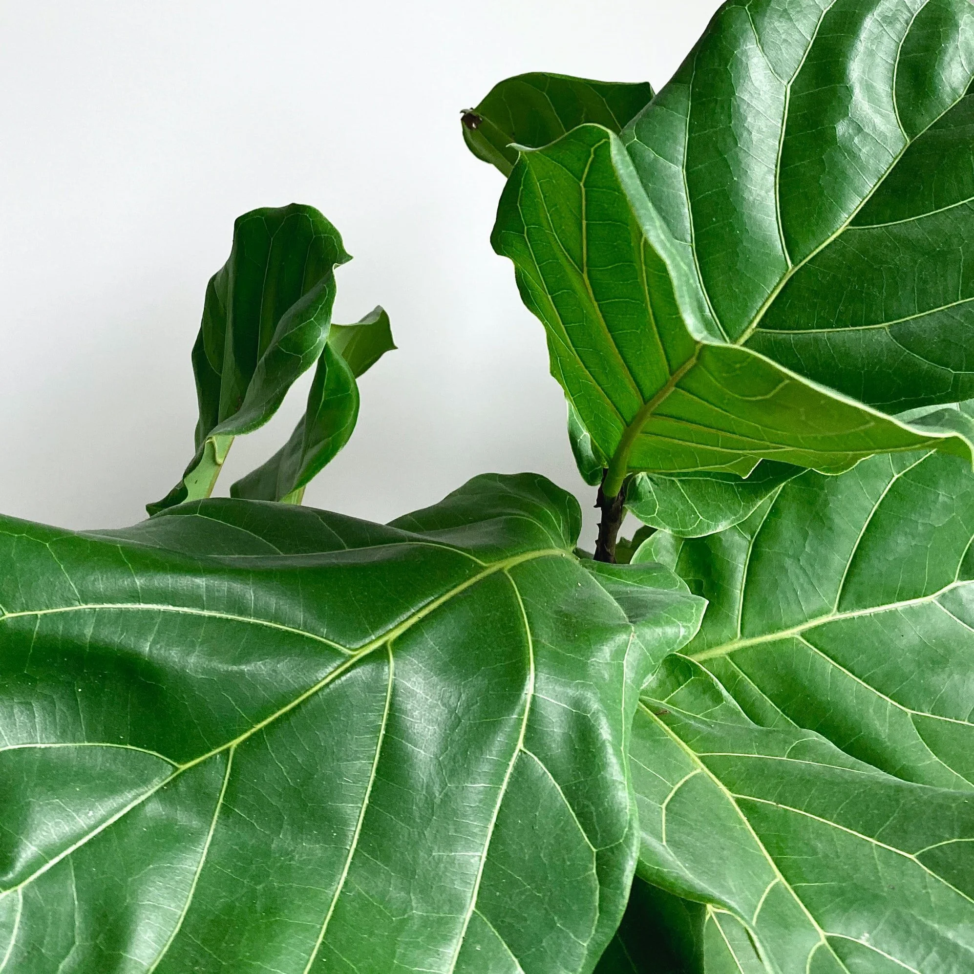 Virgo Full Moon Miniscopes