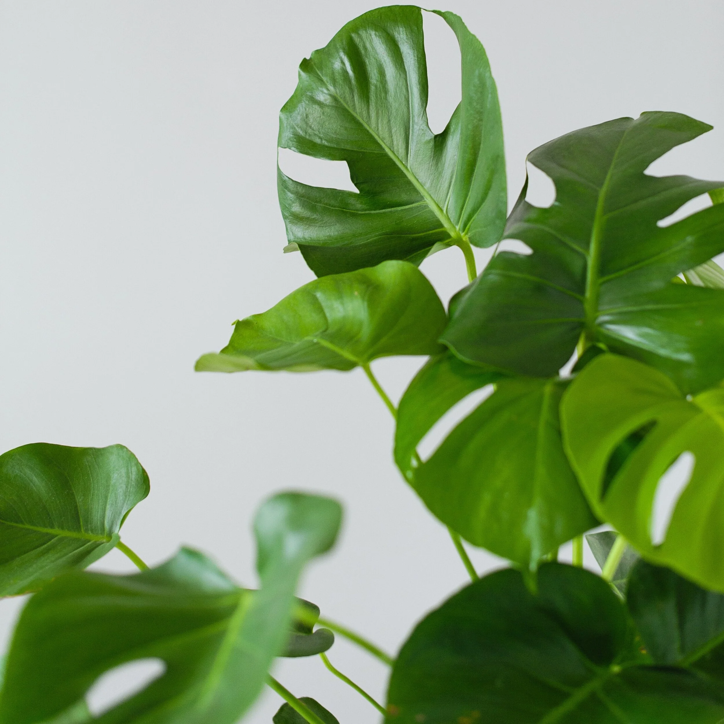 Taurus New Moon Miniscopes