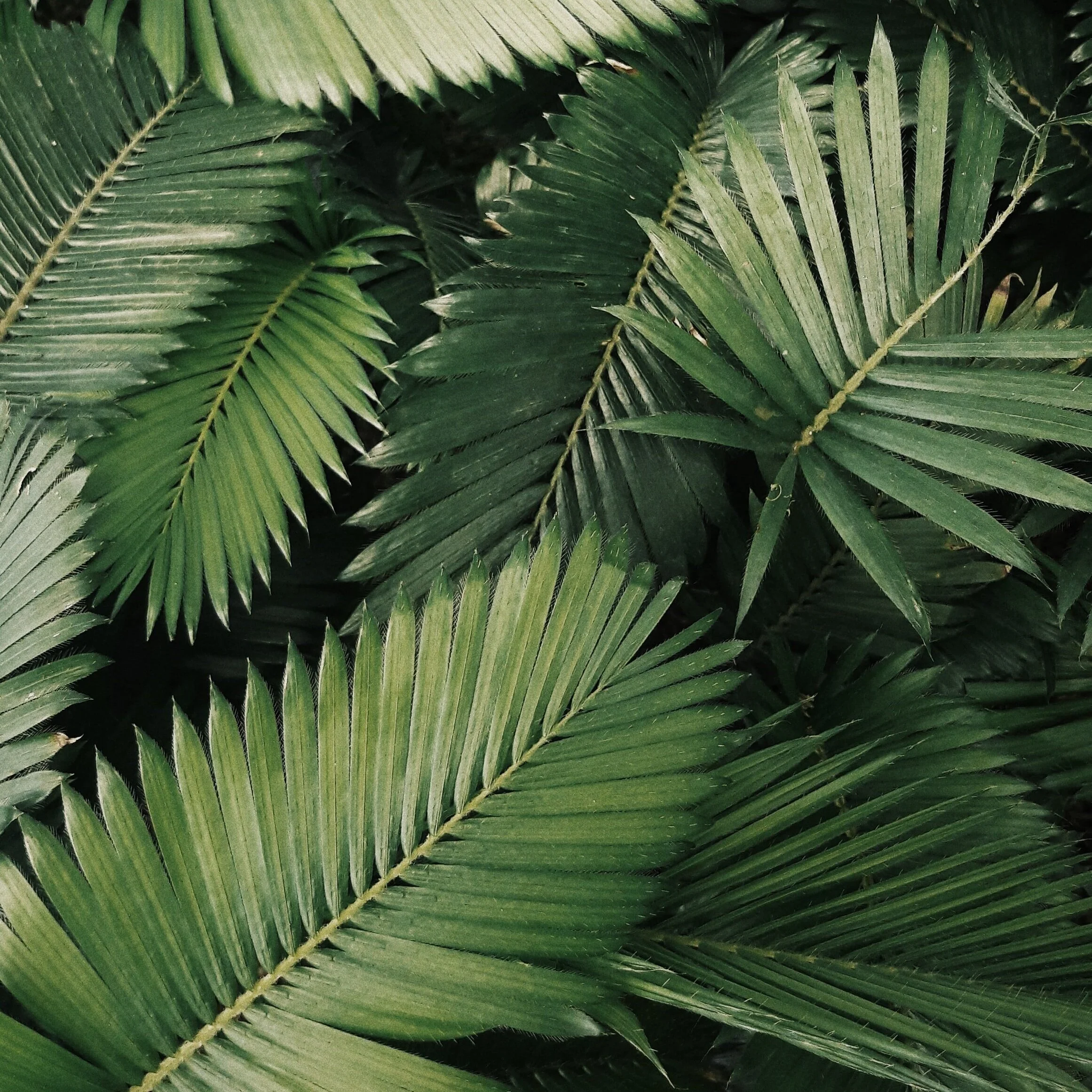 Capricorn Full Moon Miniscopes