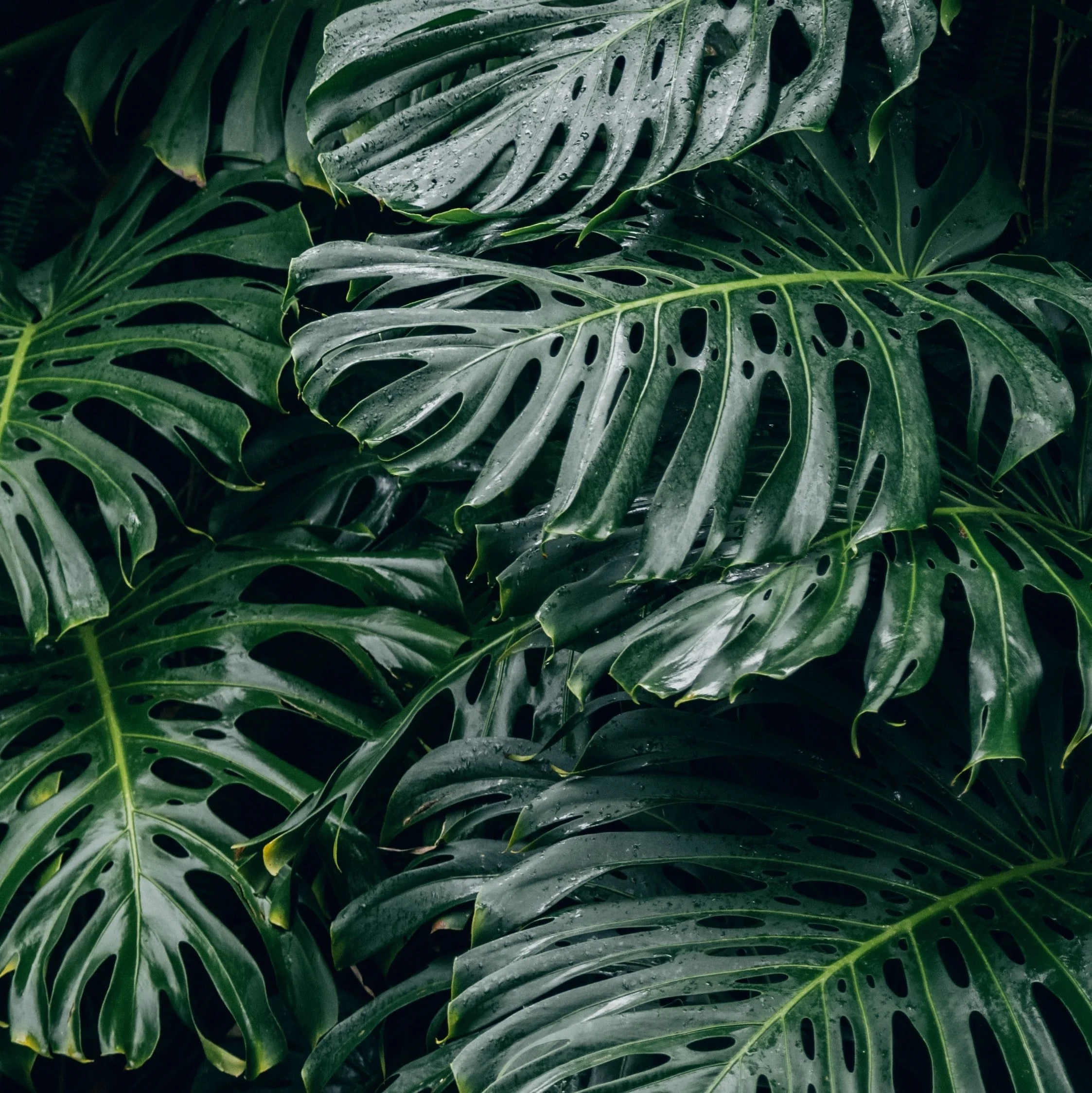 Taurus Solar Eclipse Miniscopes