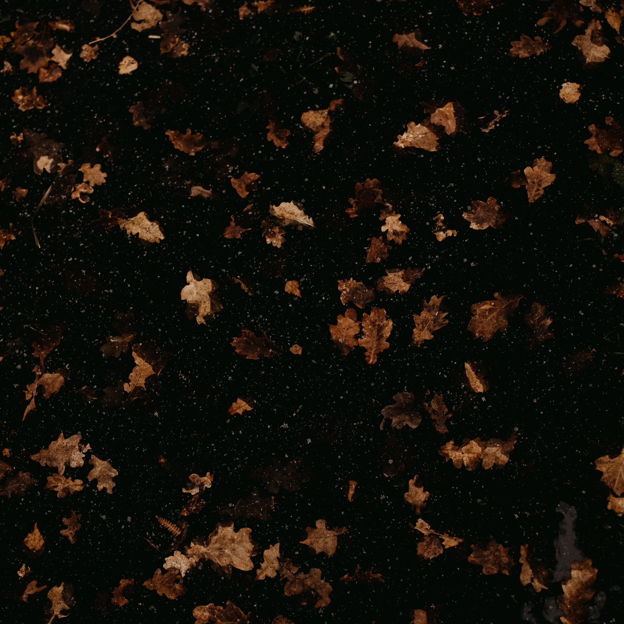 Sagittarius New Moon Miniscopes