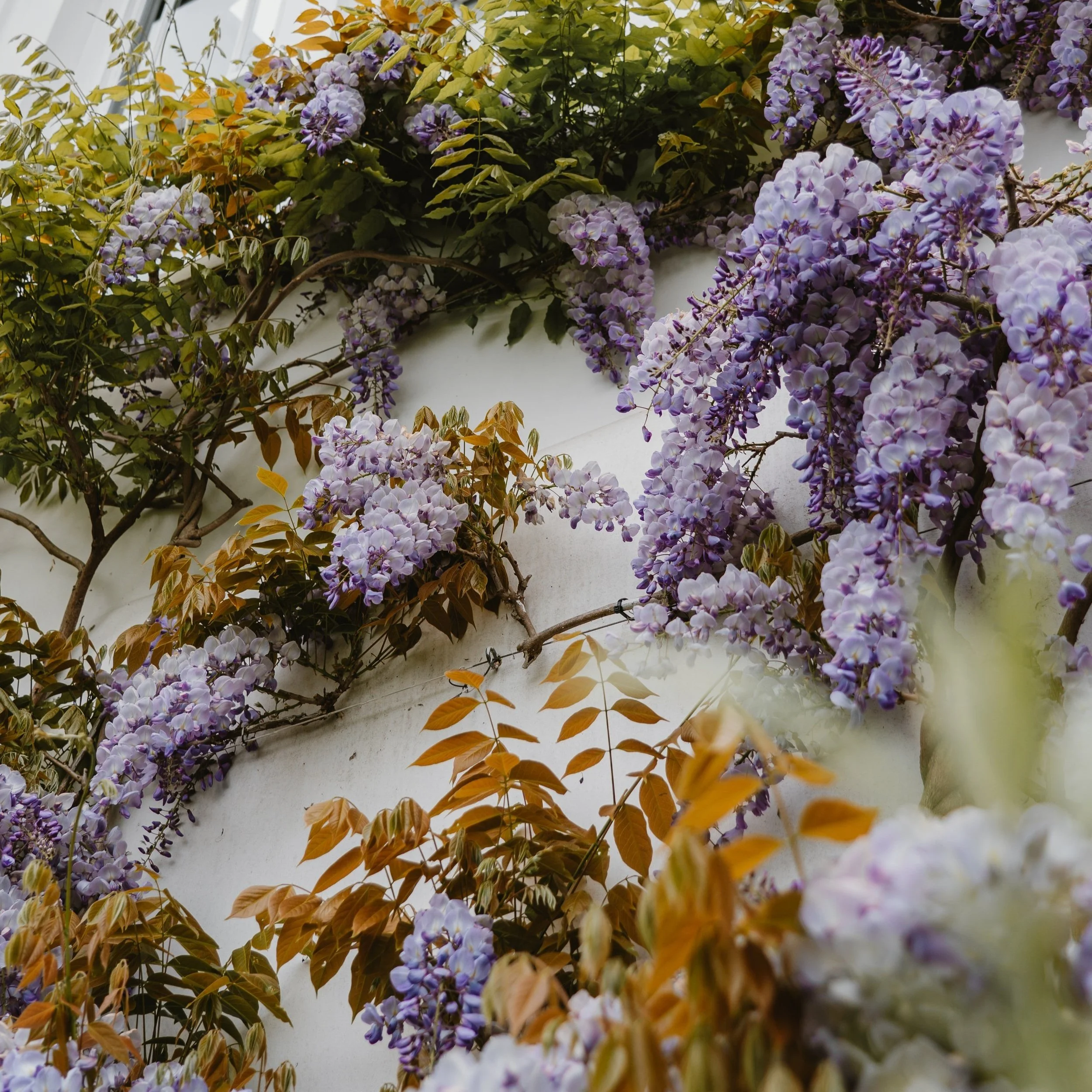 Libra Full Moon Miniscopes