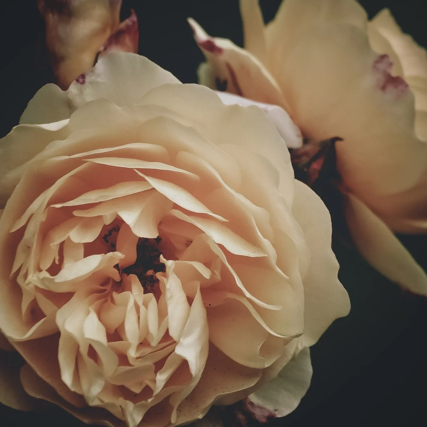 Scorpio Lunar Eclipse Miniscopes