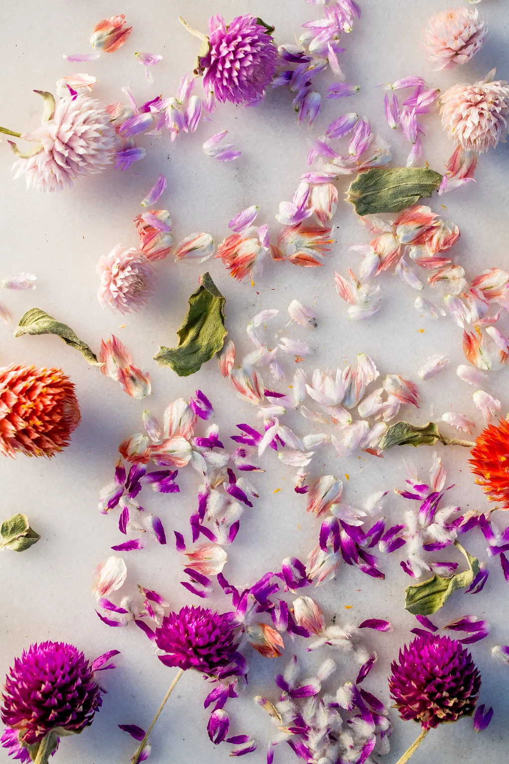 17_11_02_FullBloomFlowers-632.jpg