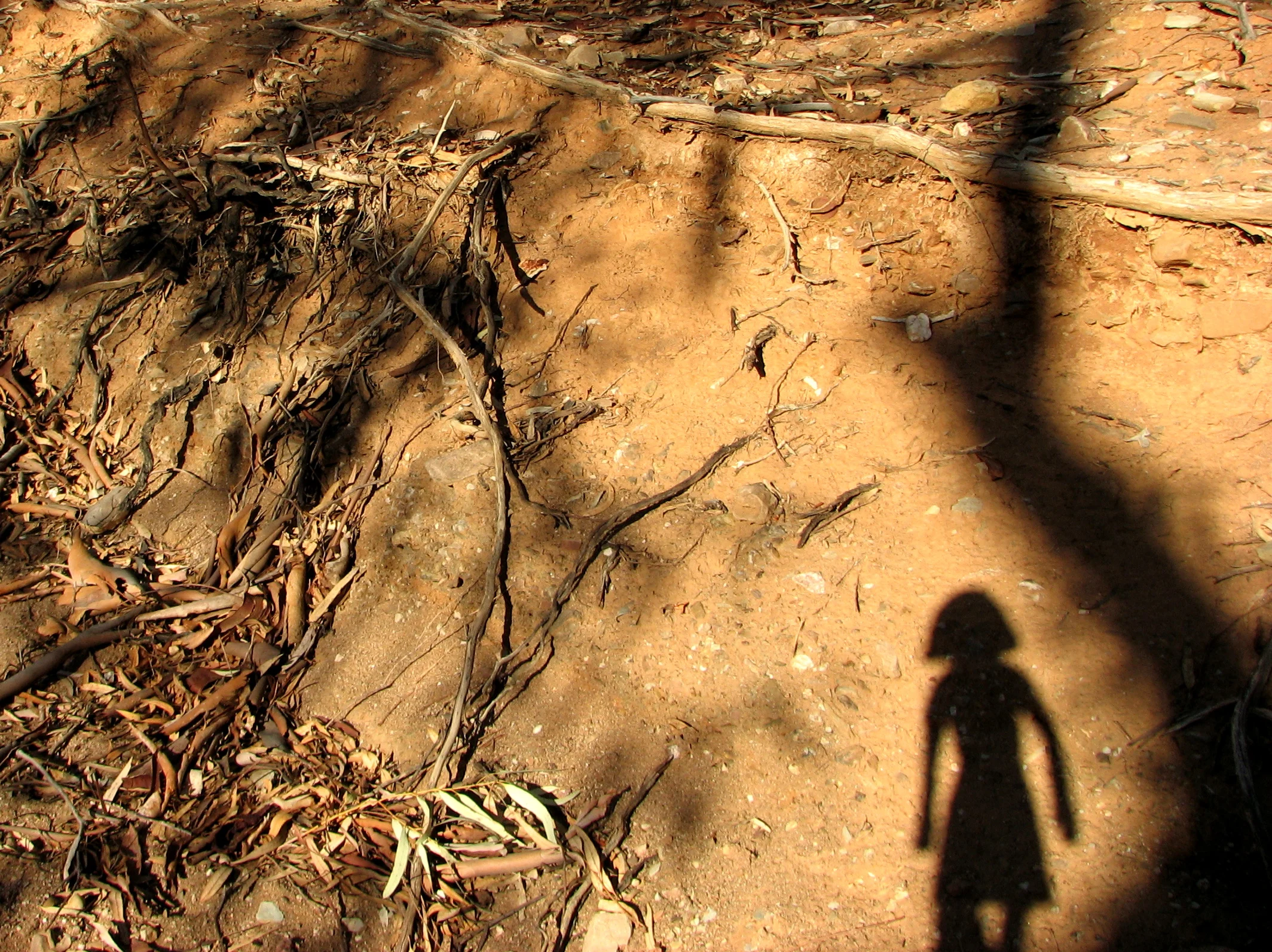 IMG_1934x - Copy.JPG