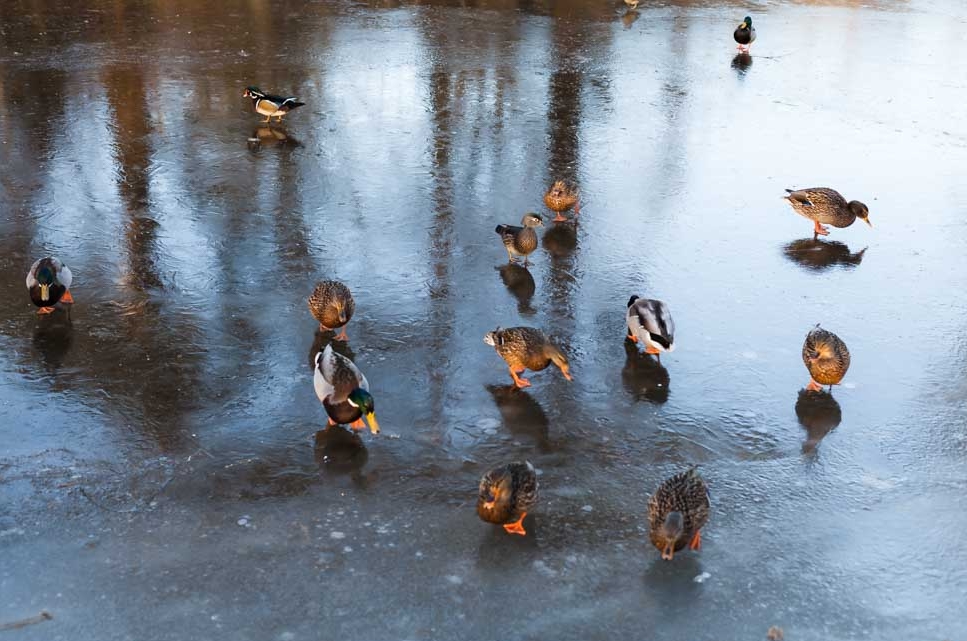Ducks on the ice at the Reifel Bird Sanctuary