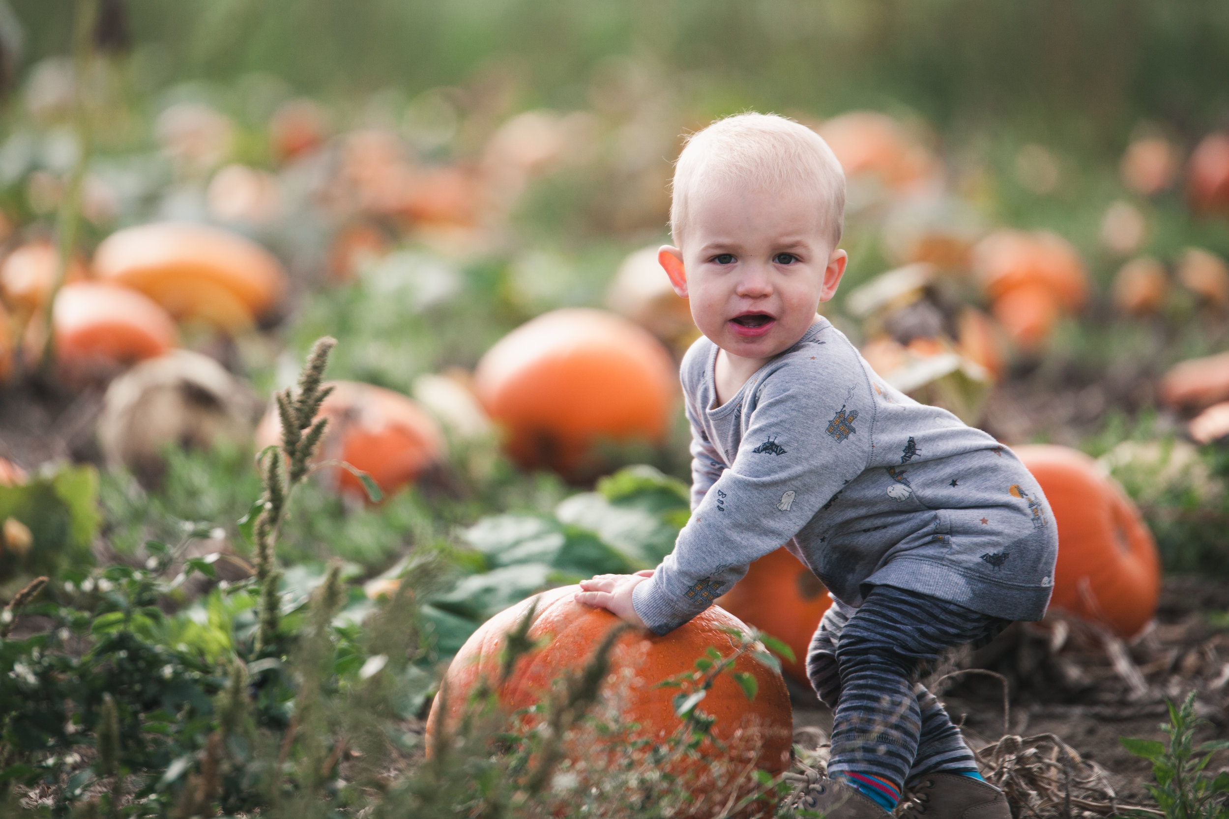 Backroads Market Pumpkin Patch Photo.jpg