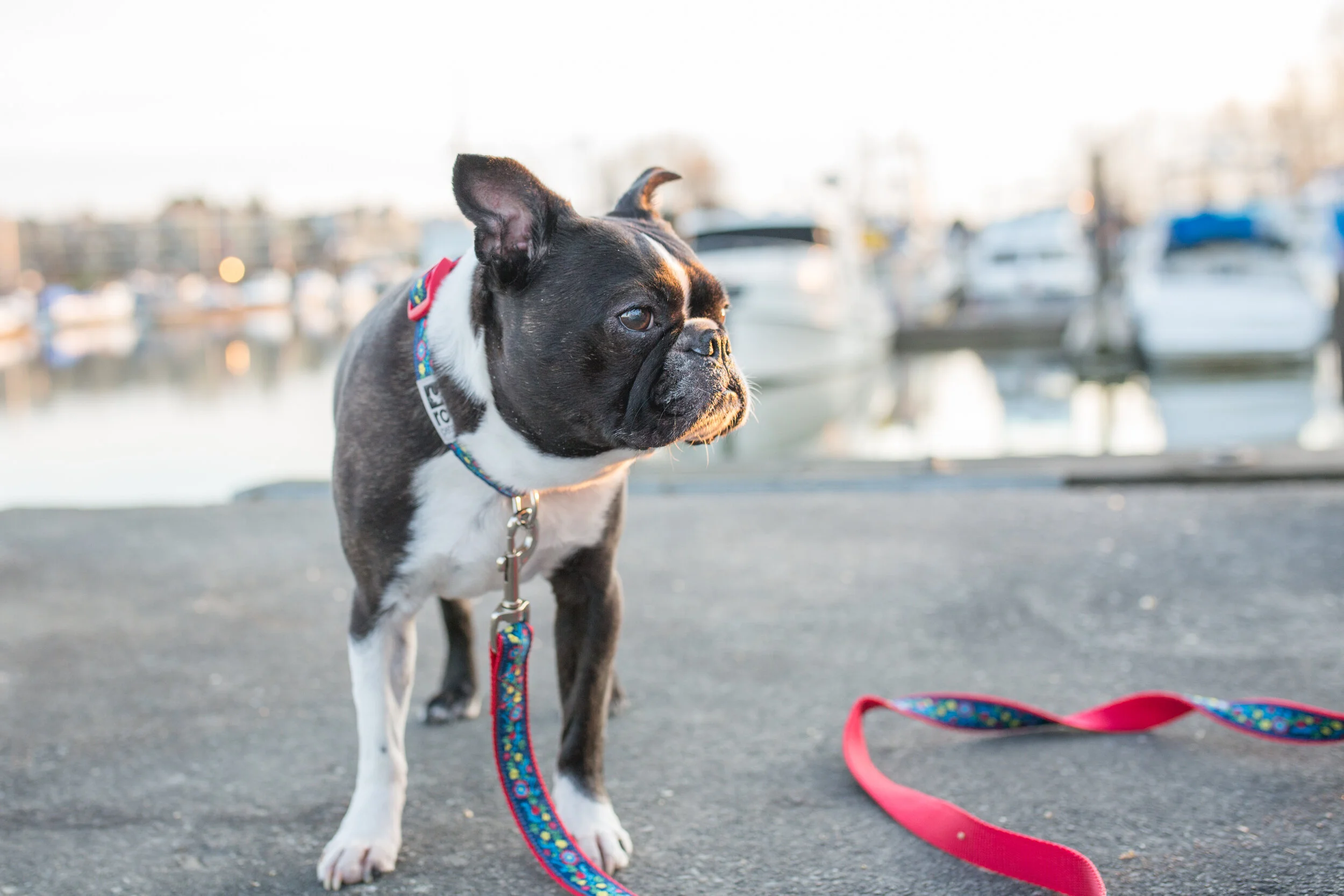 RC Pets - Ladner Harbour Park Photos-1.jpg
