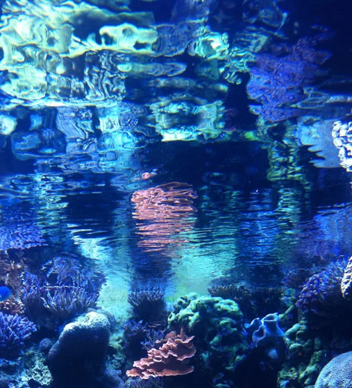 find some beautiful place to get lost