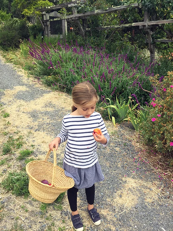 Plums from the trea (and mint for mint tea)