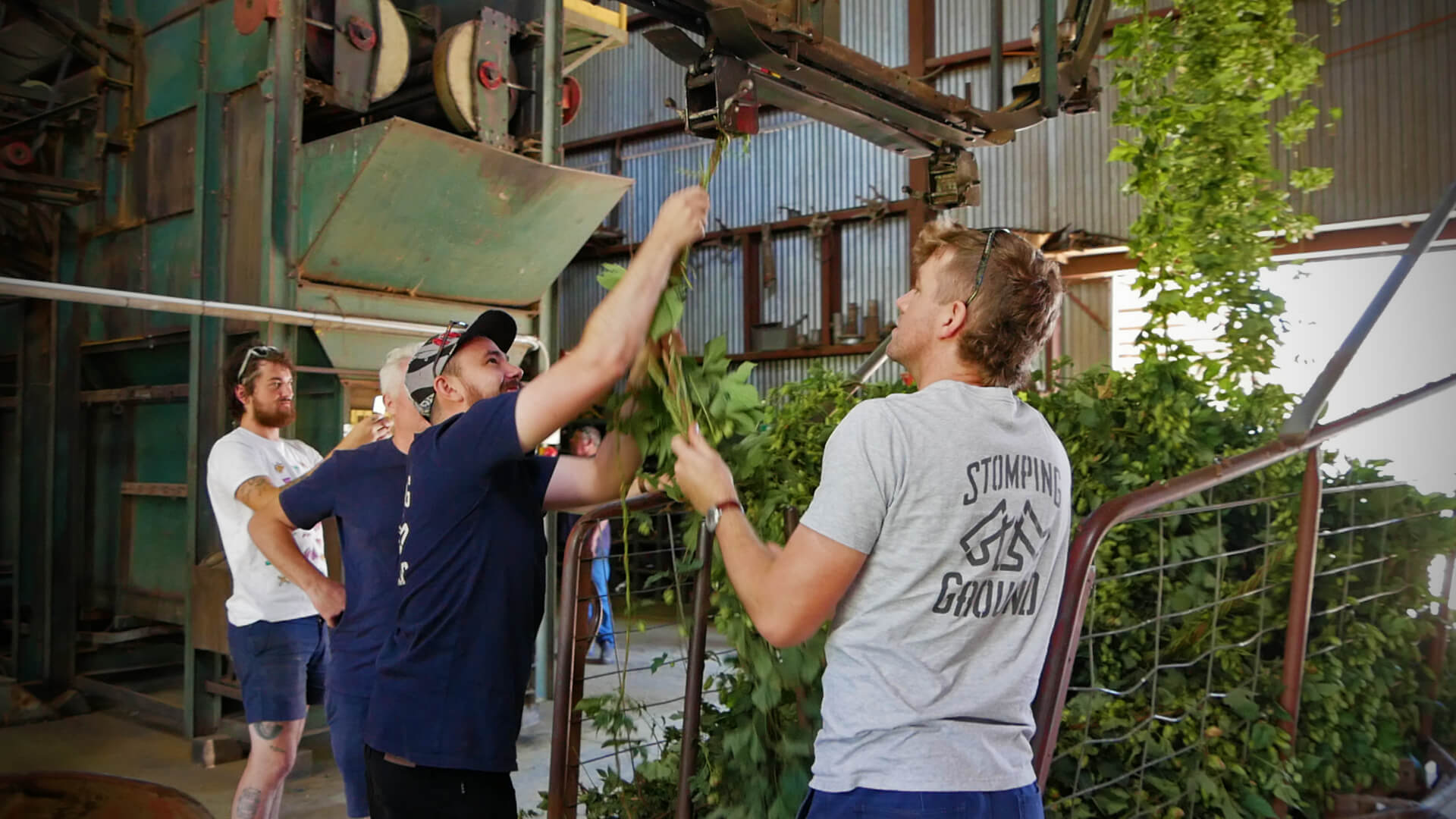 SGB Hop Harvest P1010340 Astra.jpg